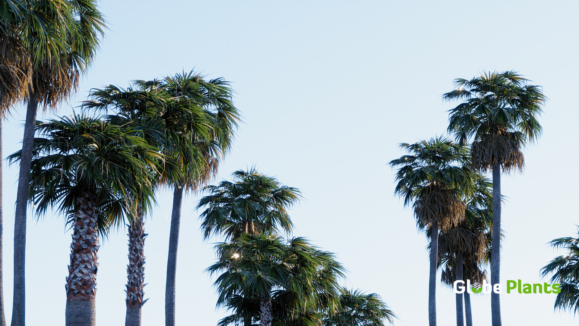 Washingtonia robusta featured image
