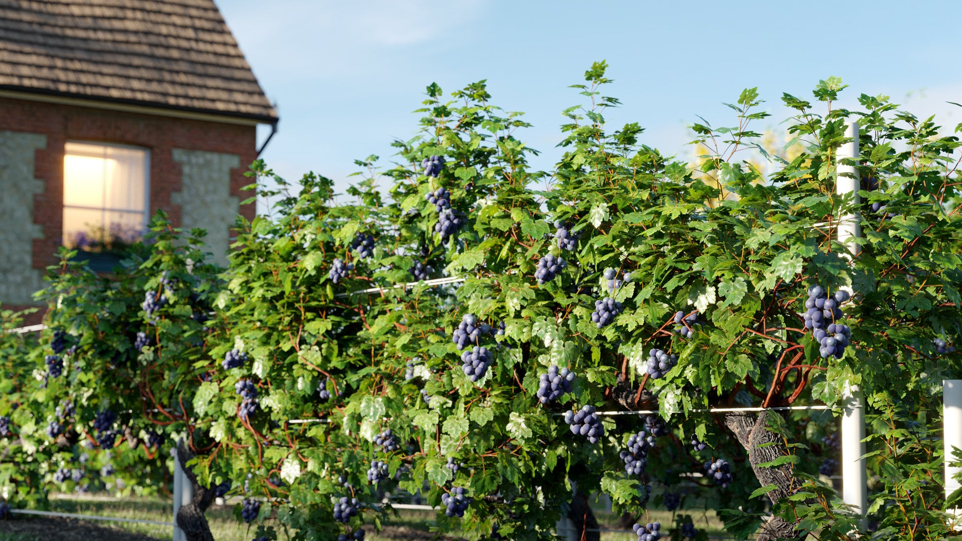 Plant of the Month Syrah Grape Vine Elevate Your Garden with Rustic