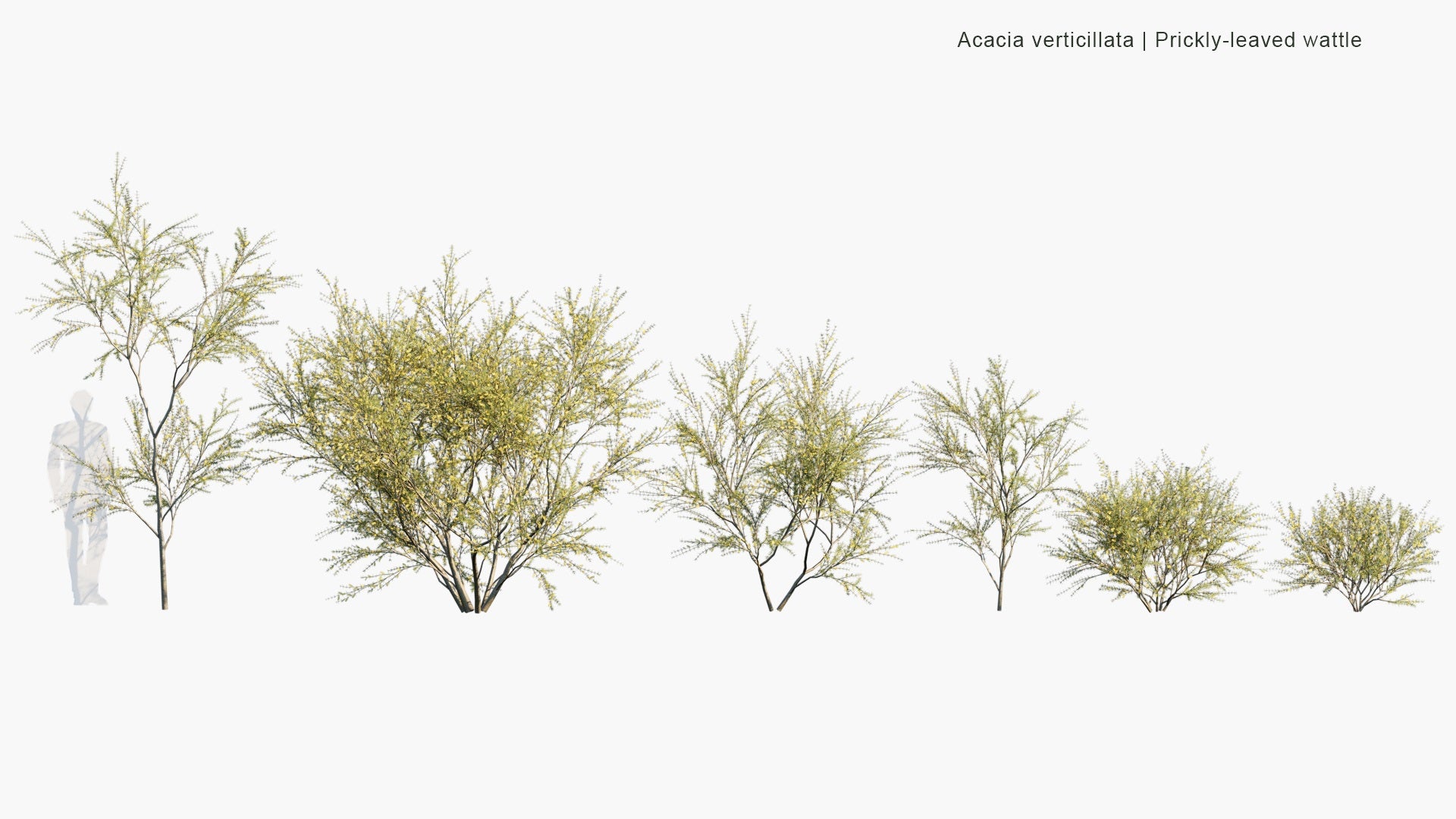 Low Poly Acacia Verticillata - Prickly Moses, Prickly-Leaved Wattle, Star-Leaved Acacia, Prickly Mimosa, Whorl-Leaved Acacia (3D Model)