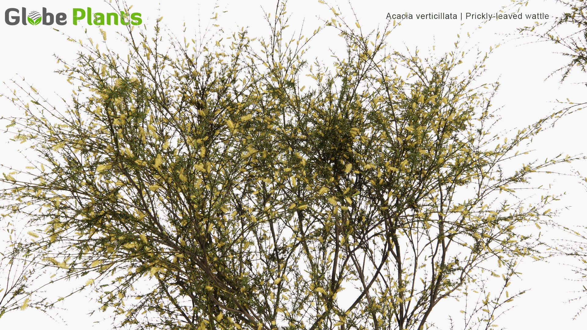Low Poly Acacia Verticillata - Prickly Moses, Prickly-Leaved Wattle, Star-Leaved Acacia, Prickly Mimosa, Whorl-Leaved Acacia (3D Model)
