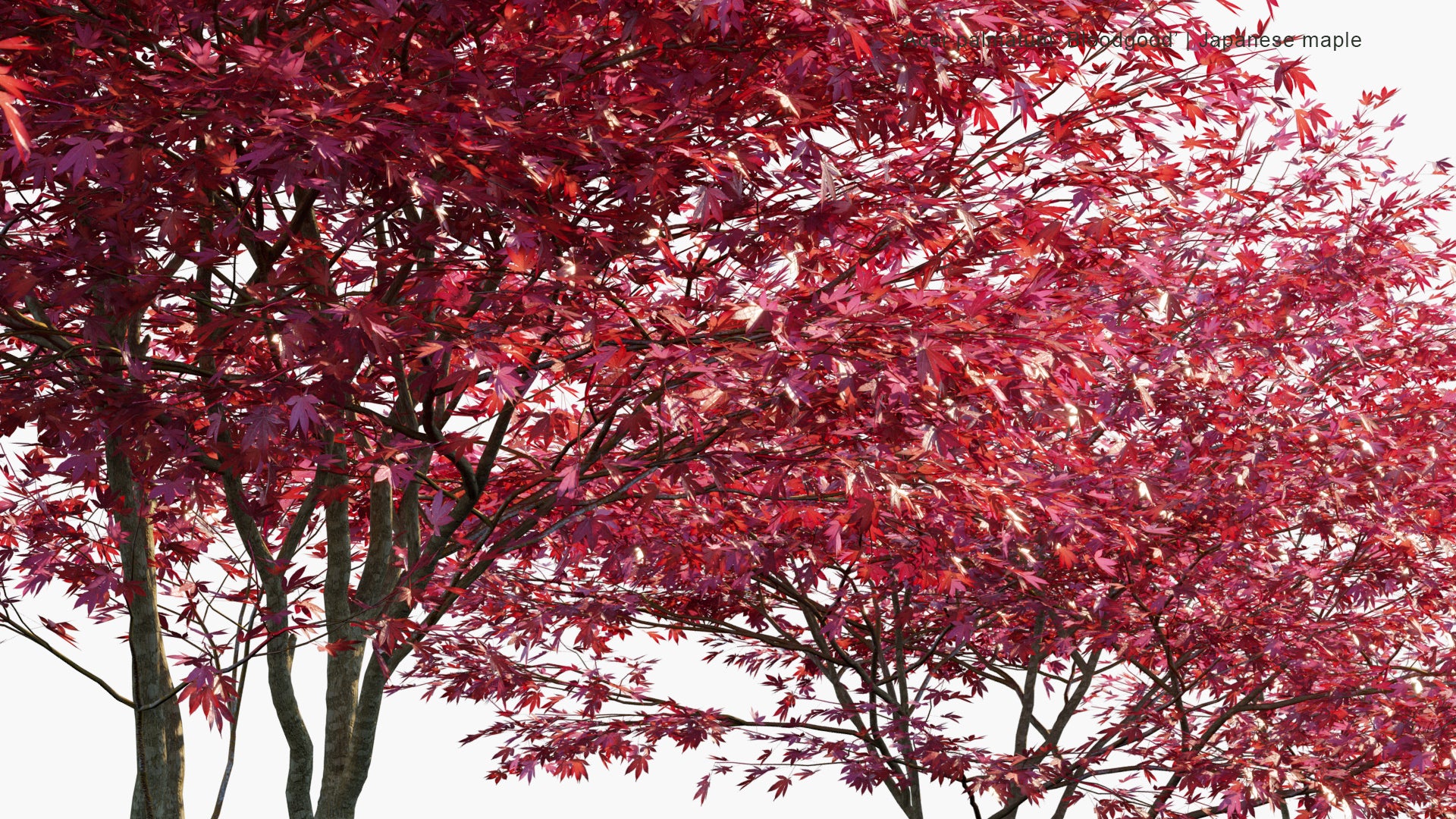 Acer Palmatum 'Bloodgood' 3D Model