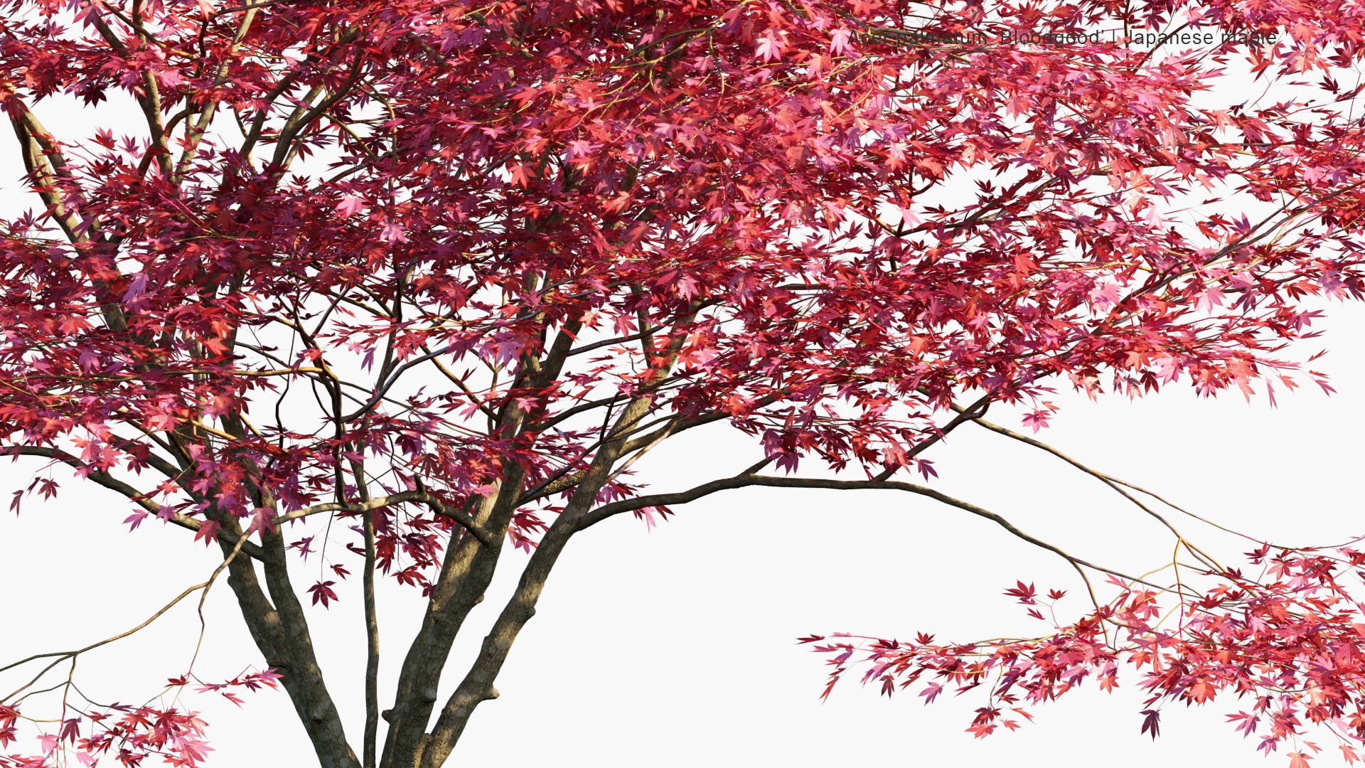 Acer Palmatum 'Bloodgood' 3D Model