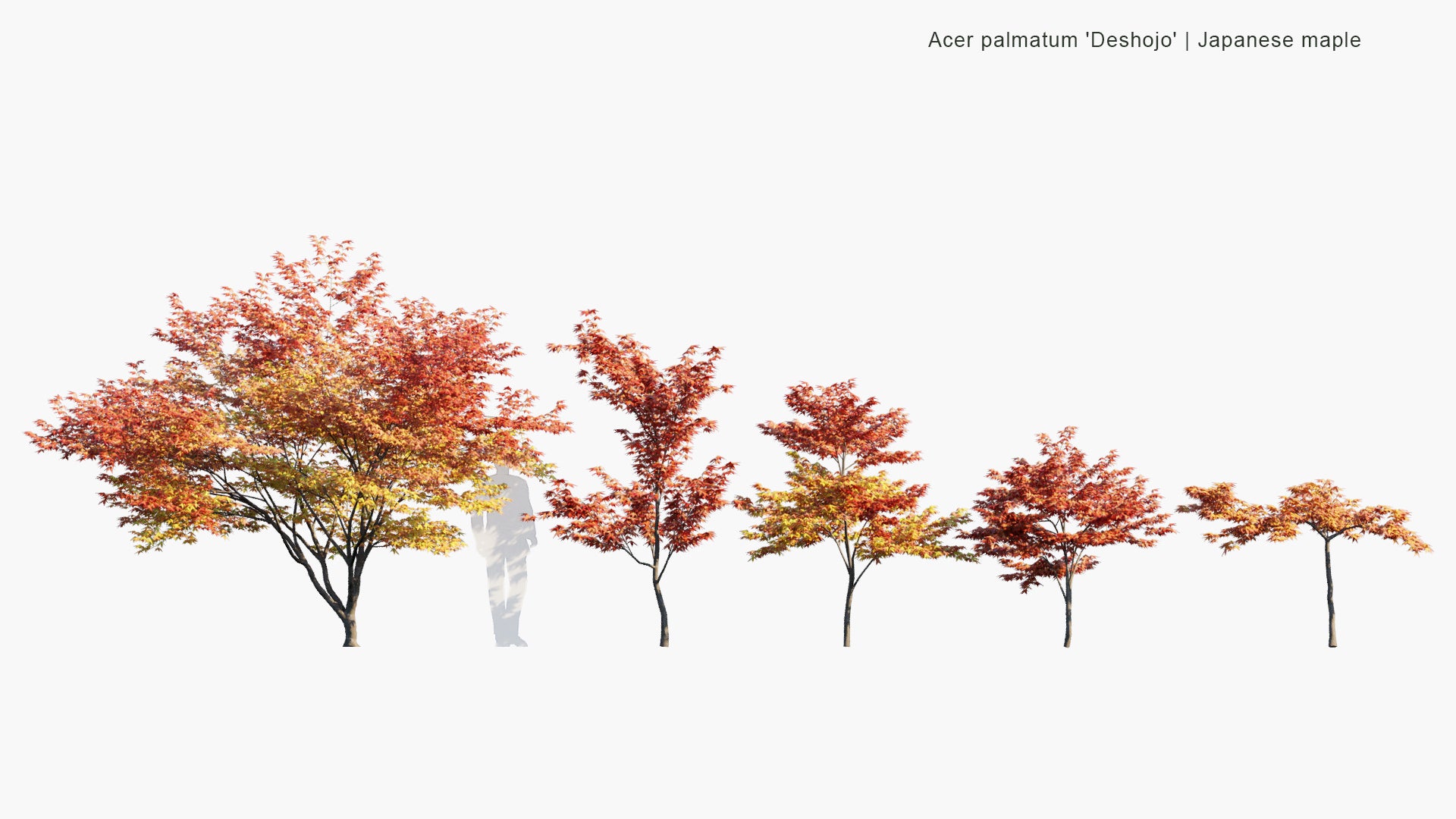 Low Poly Acer Palmatum 'Deshojo' - Japanese Maple, Deshojo Maple, Red Japanese Maple (3D Model)