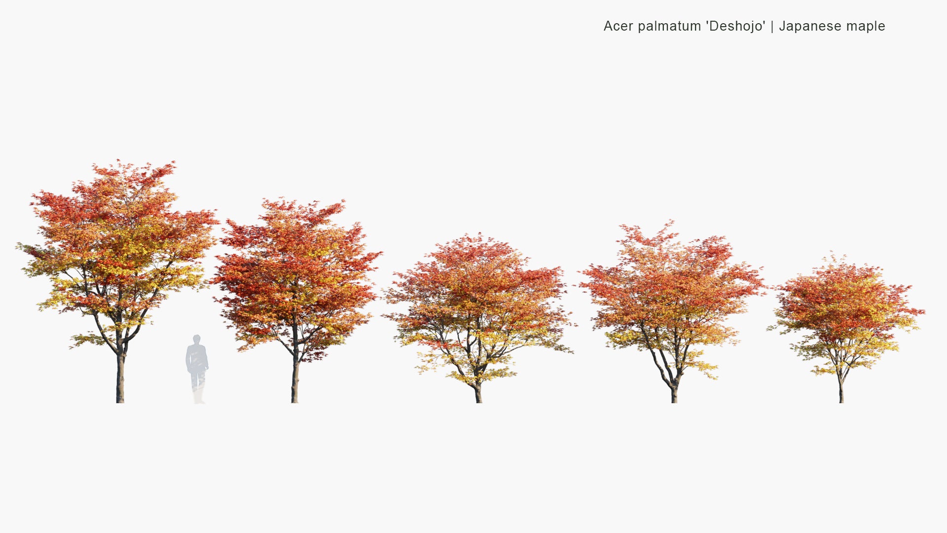 Low Poly Acer Palmatum 'Deshojo' - Japanese Maple, Deshojo Maple, Red Japanese Maple (3D Model)