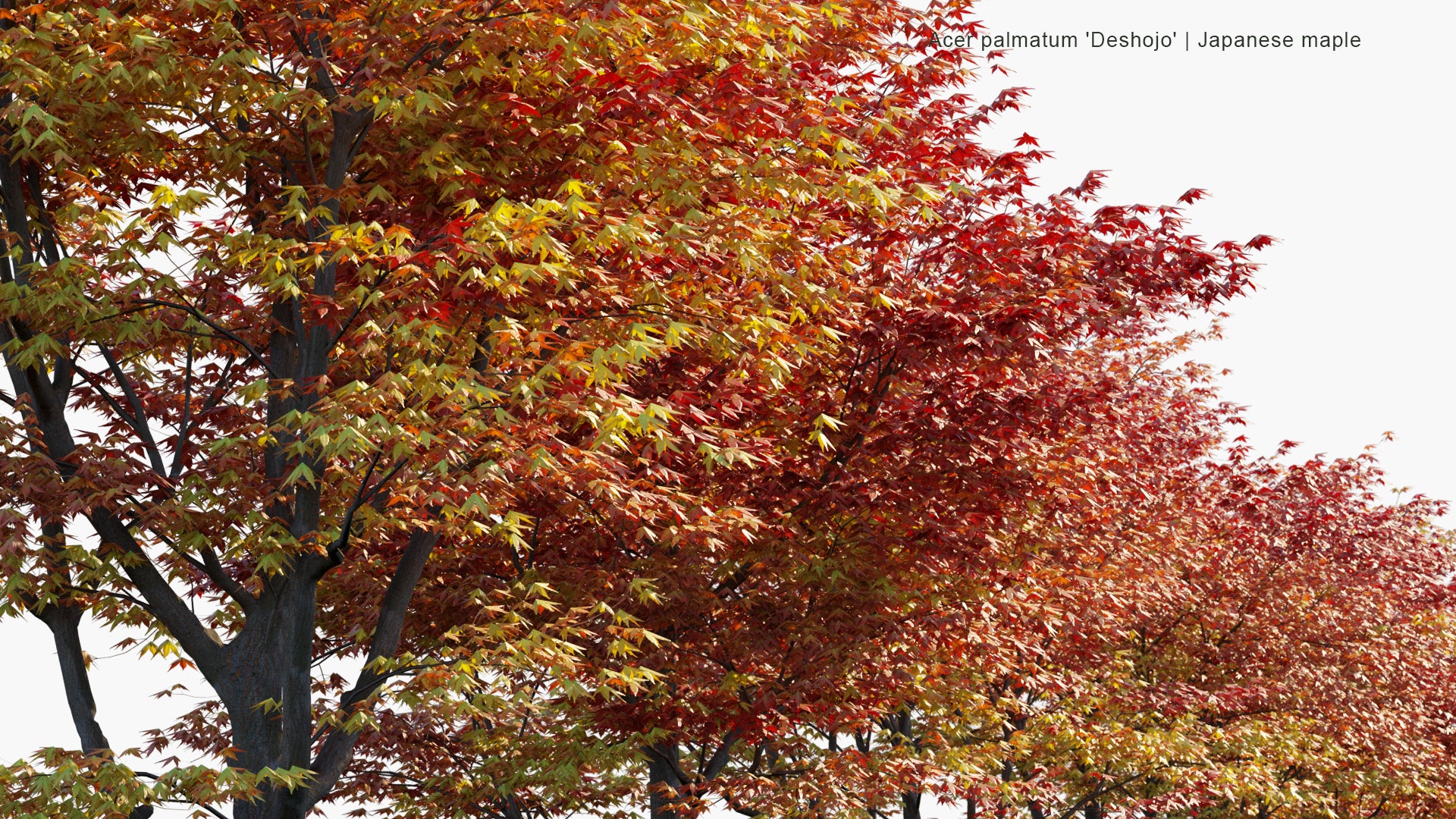 Low Poly Acer Palmatum 'Deshojo' - Japanese Maple, Deshojo Maple, Red Japanese Maple (3D Model)