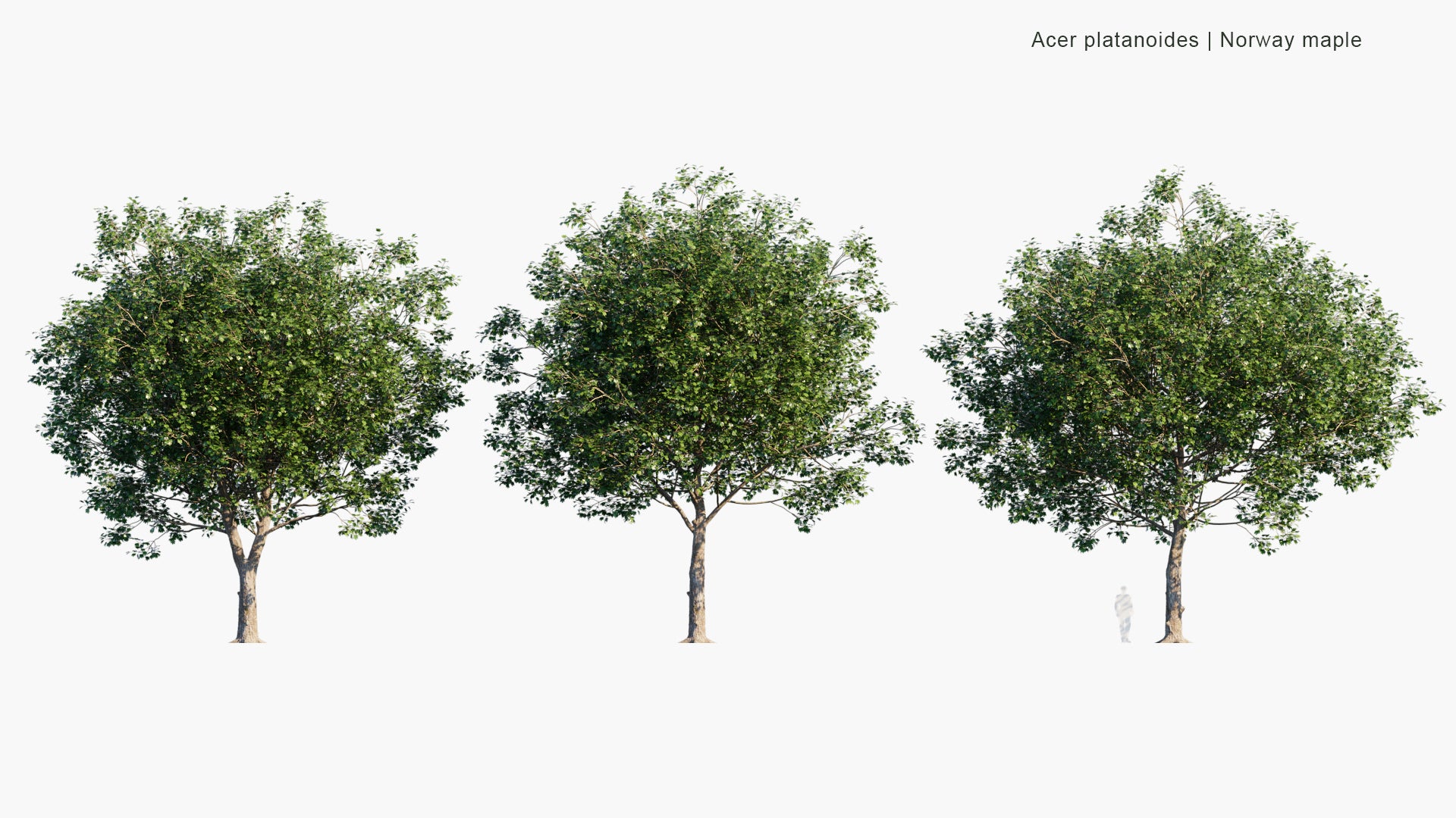 Acer Platanoides 'Crimson King' 3D Model