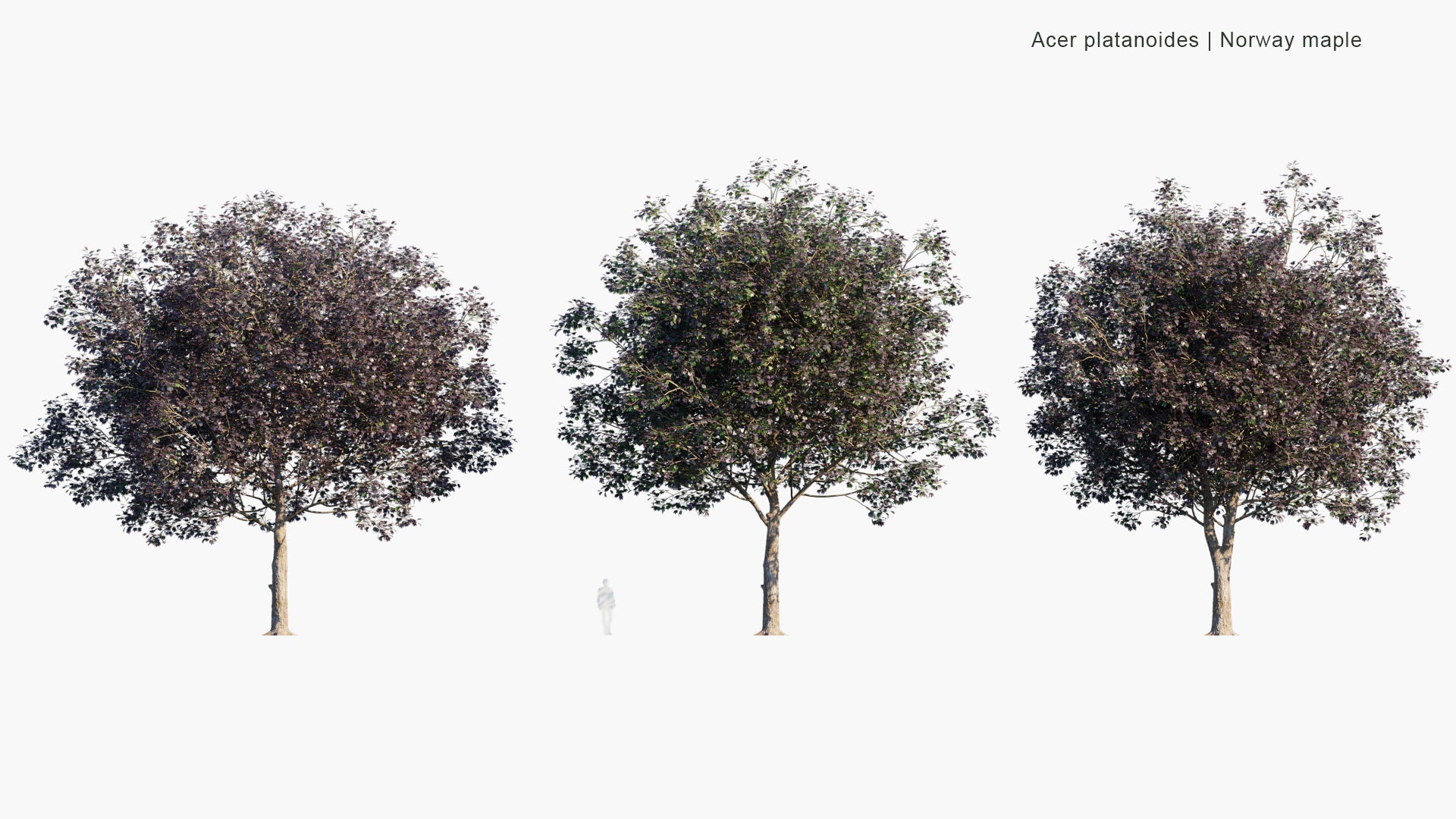 Acer Platanoides 'Crimson King' 3D Model
