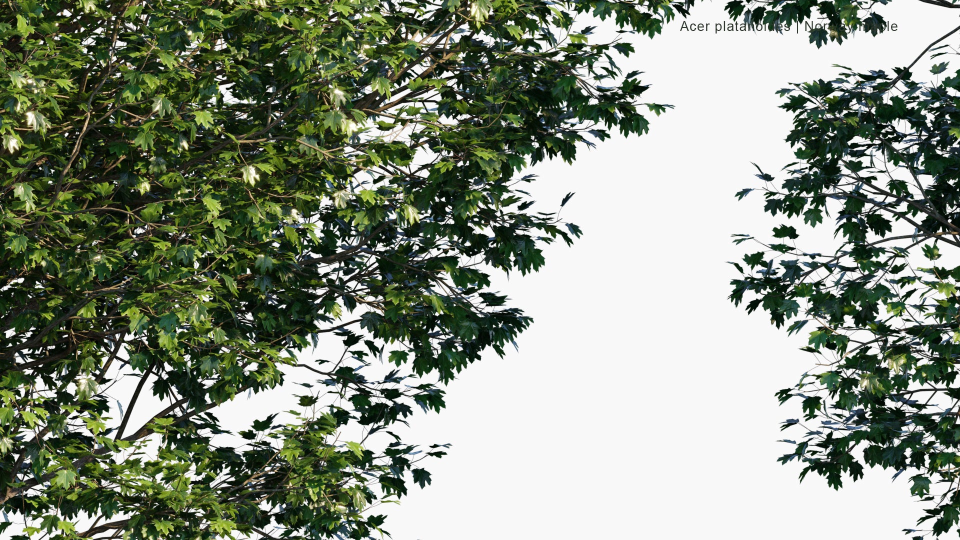 Acer Platanoides 'Crimson King' 3D Model