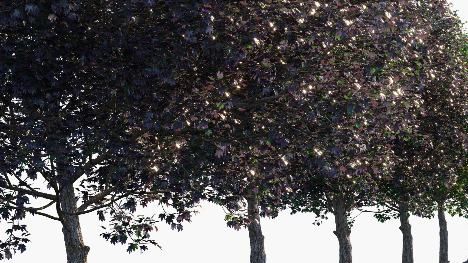 Acer Platanoides 'Crimson King' 3D Model