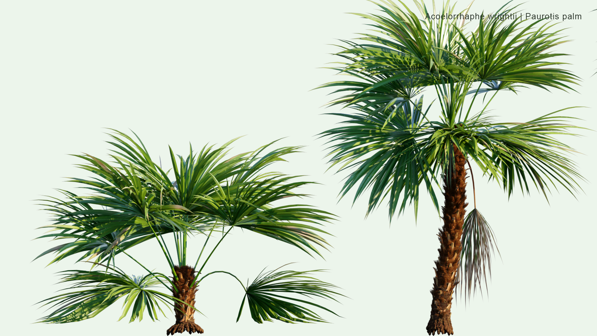 2D Acoelorrhaphe Wrightii - Paurotis Palm, Everglades Palm, Madeira Palm
