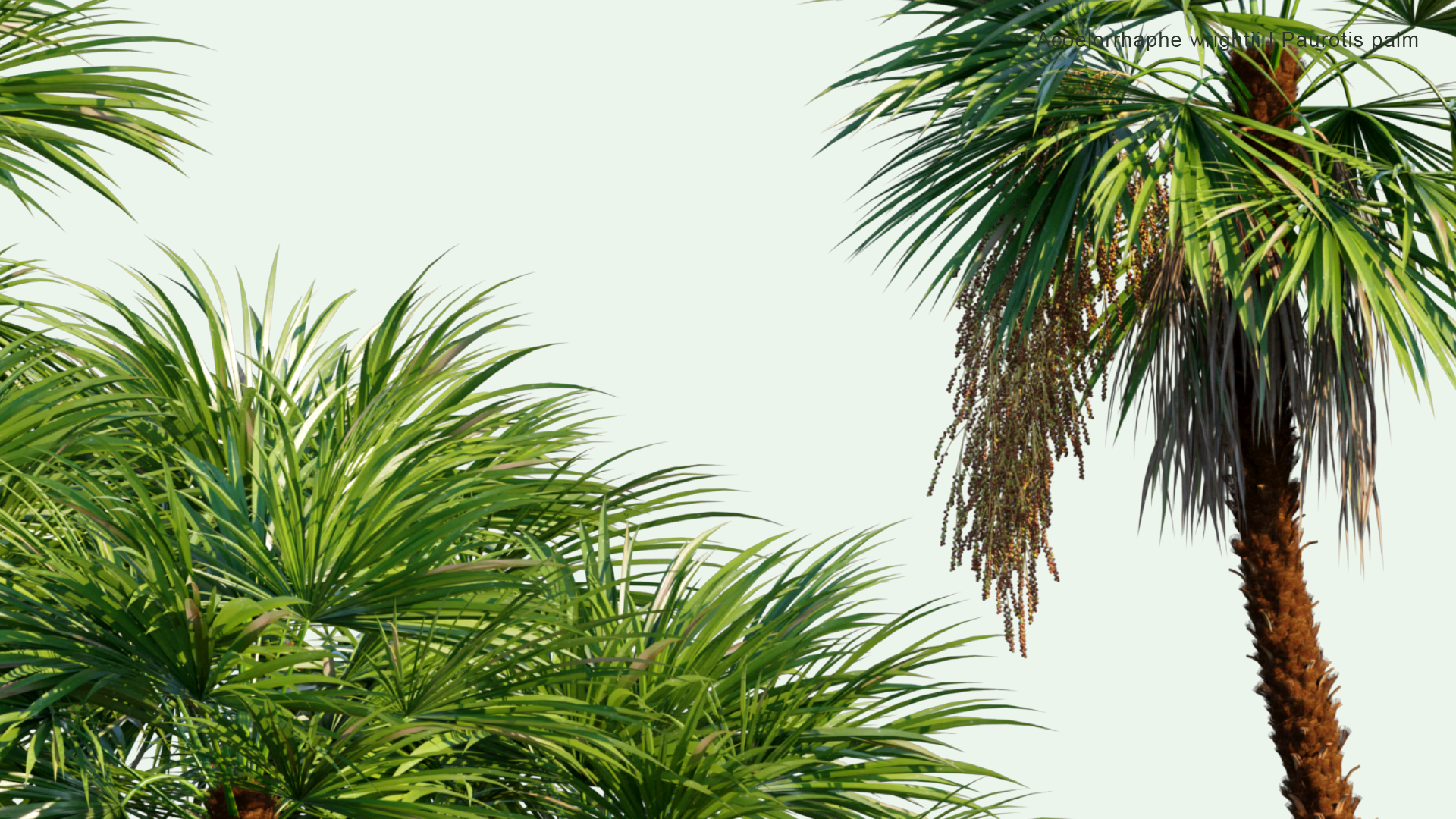 2D Acoelorrhaphe Wrightii - Paurotis Palm, Everglades Palm, Madeira Palm