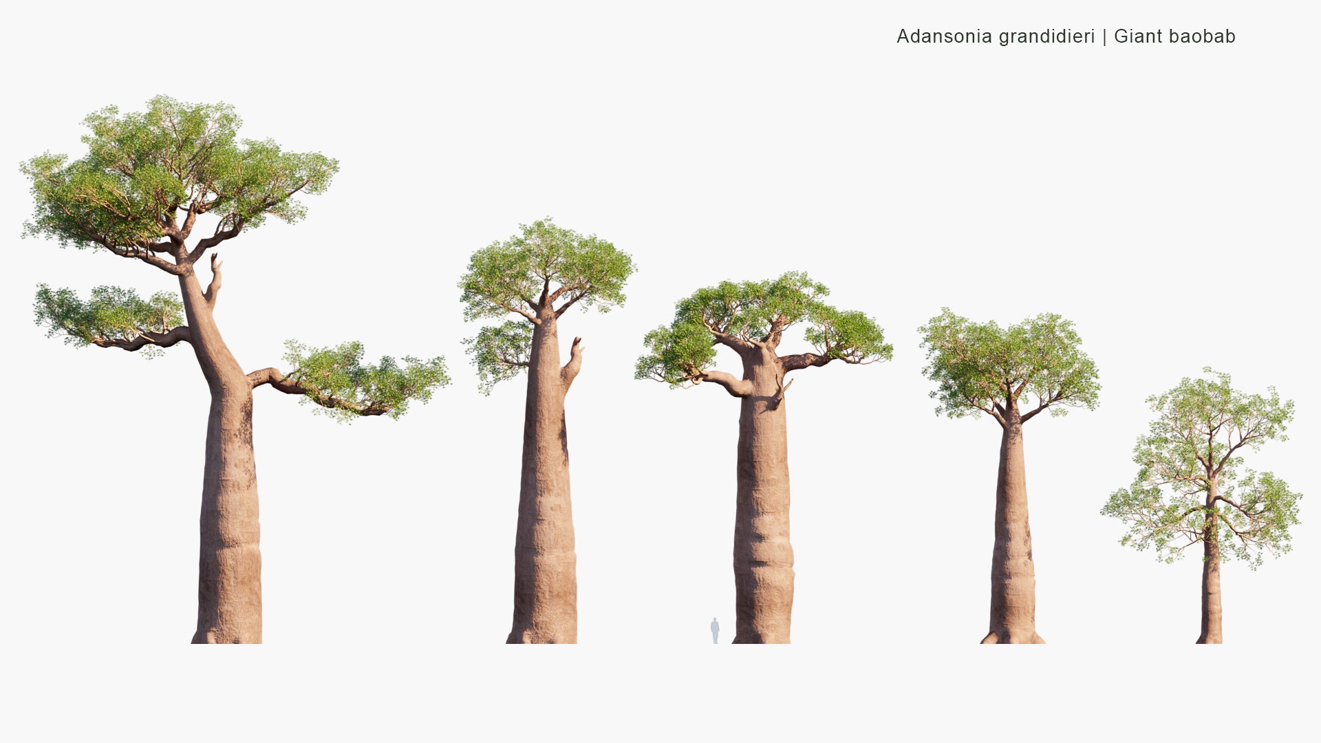 Adansonia Grandidieri - Grandidier's Baobab, Giant Baobab, Baobab Malgache (3D Model)