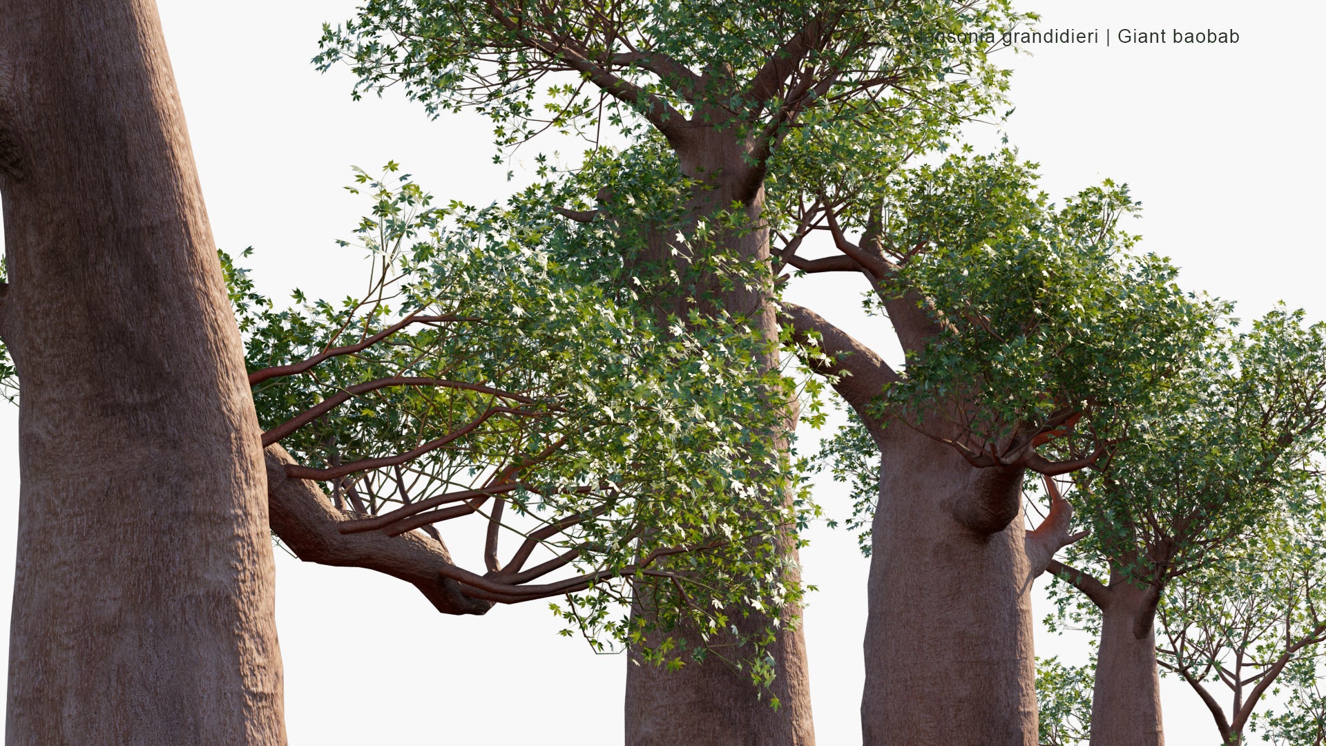 Low Poly Adansonia Grandidieri - Grandidier's Baobab, Giant Baobab, Baobab Malgache (3D Model)