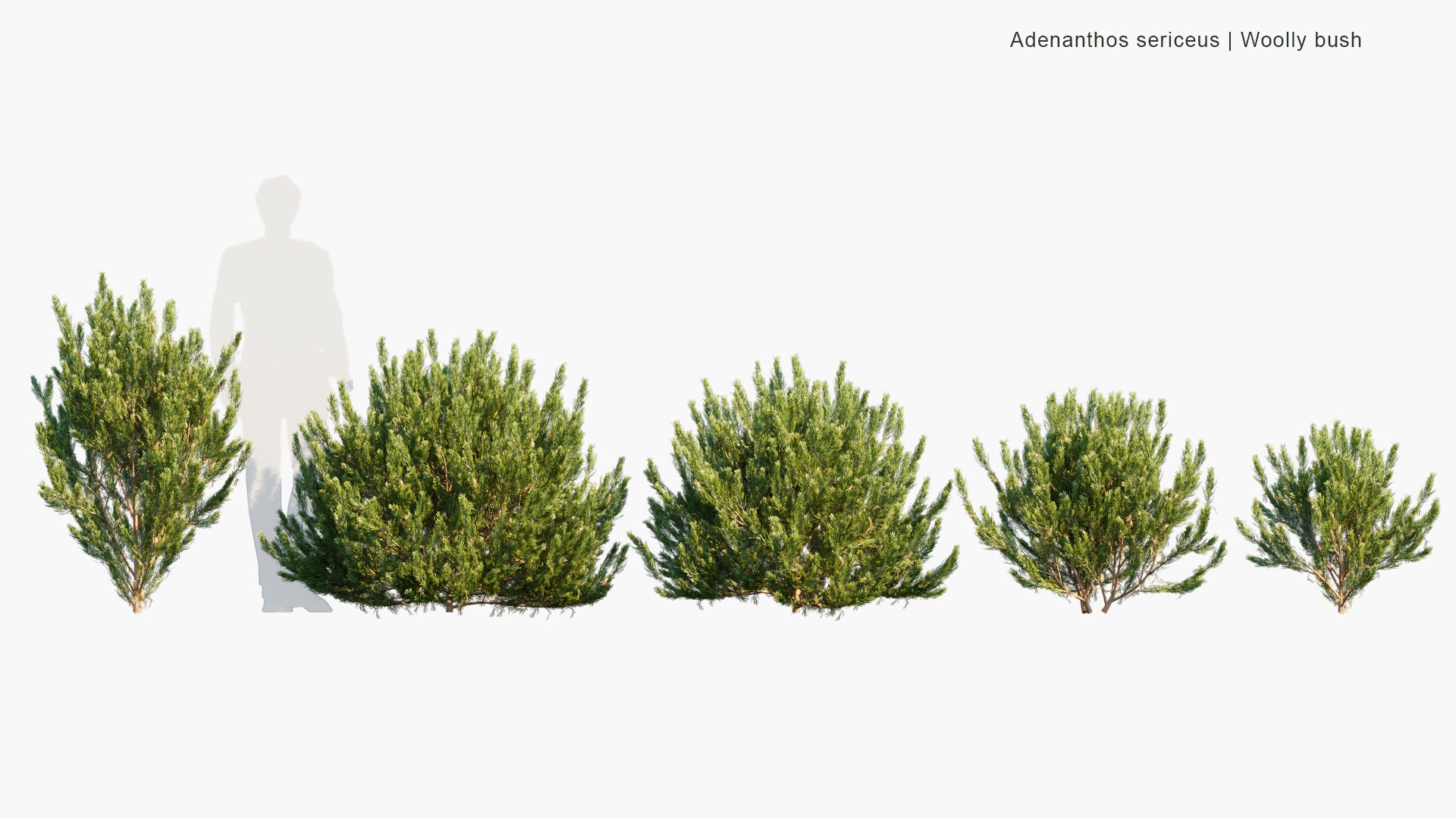 Adenanthos Sericeus - Woolly Bush (3D Model)