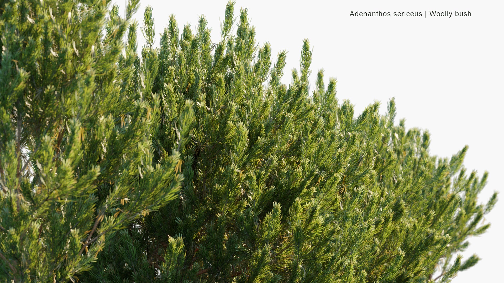 Adenanthos Sericeus - Woolly Bush (3D Model)