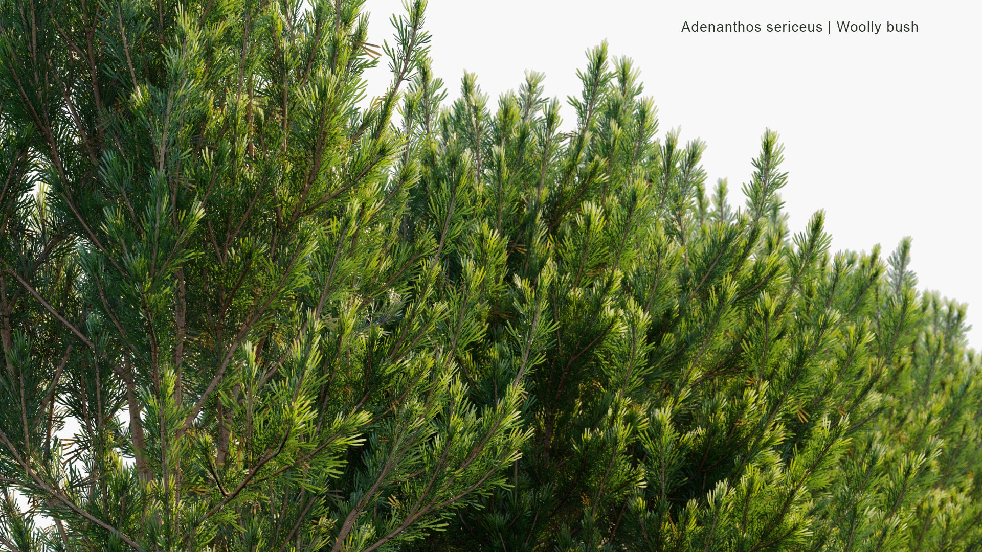 Low Poly Adenanthos Sericeus - Woolly Bush (3D Model)