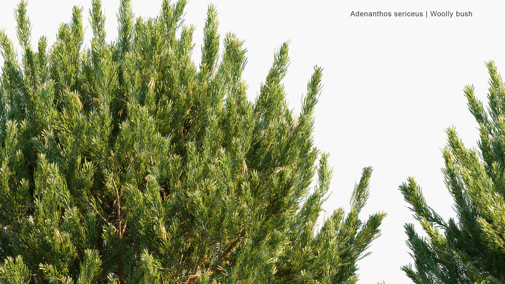 Adenanthos Sericeus - Woolly Bush (3D Model)
