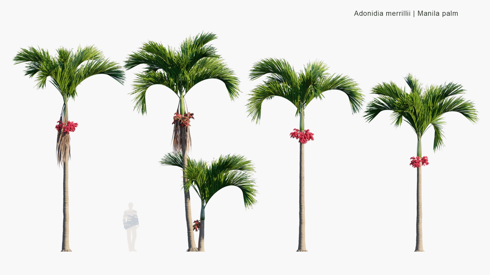 Adonidia Merrillii - Manila Palm (3D Model)