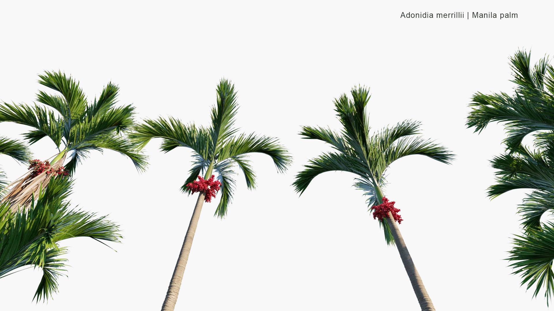 Adonidia Merrillii - Manila Palm (3D Model)