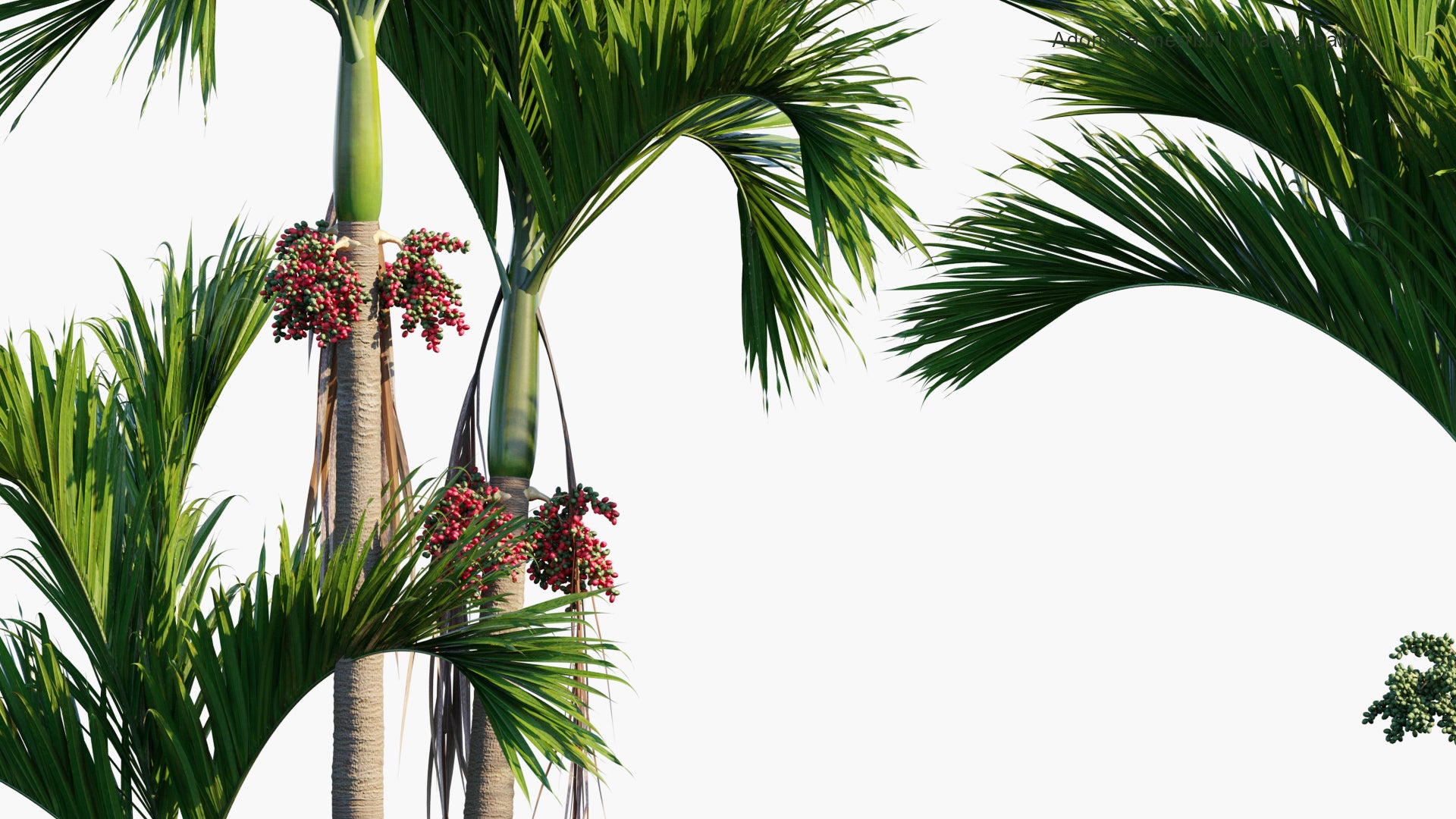Adonidia Merrillii - Manila Palm (3D Model)