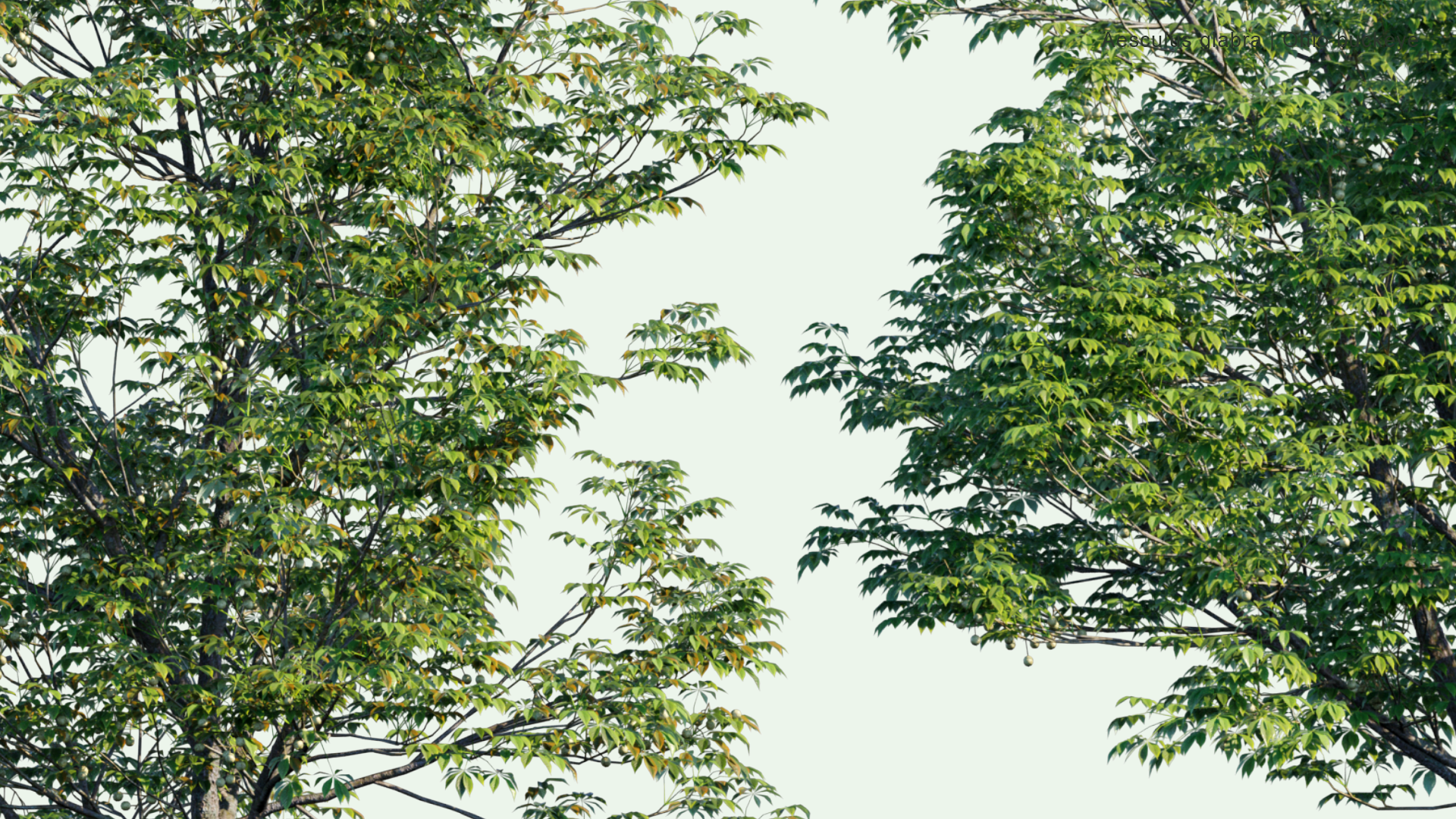 2D Aesculus Glabra - Ohio Buckeye, American Buckeye, Fetid Buckeye