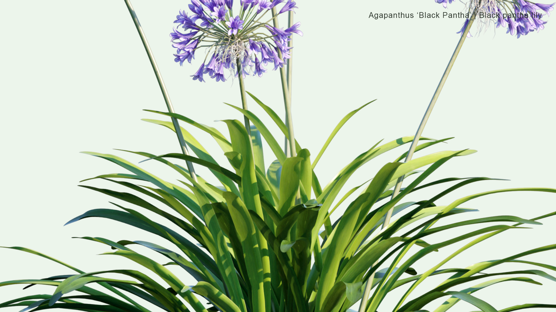 2D Agapanthus Black Pantha - Black Pantha Lily