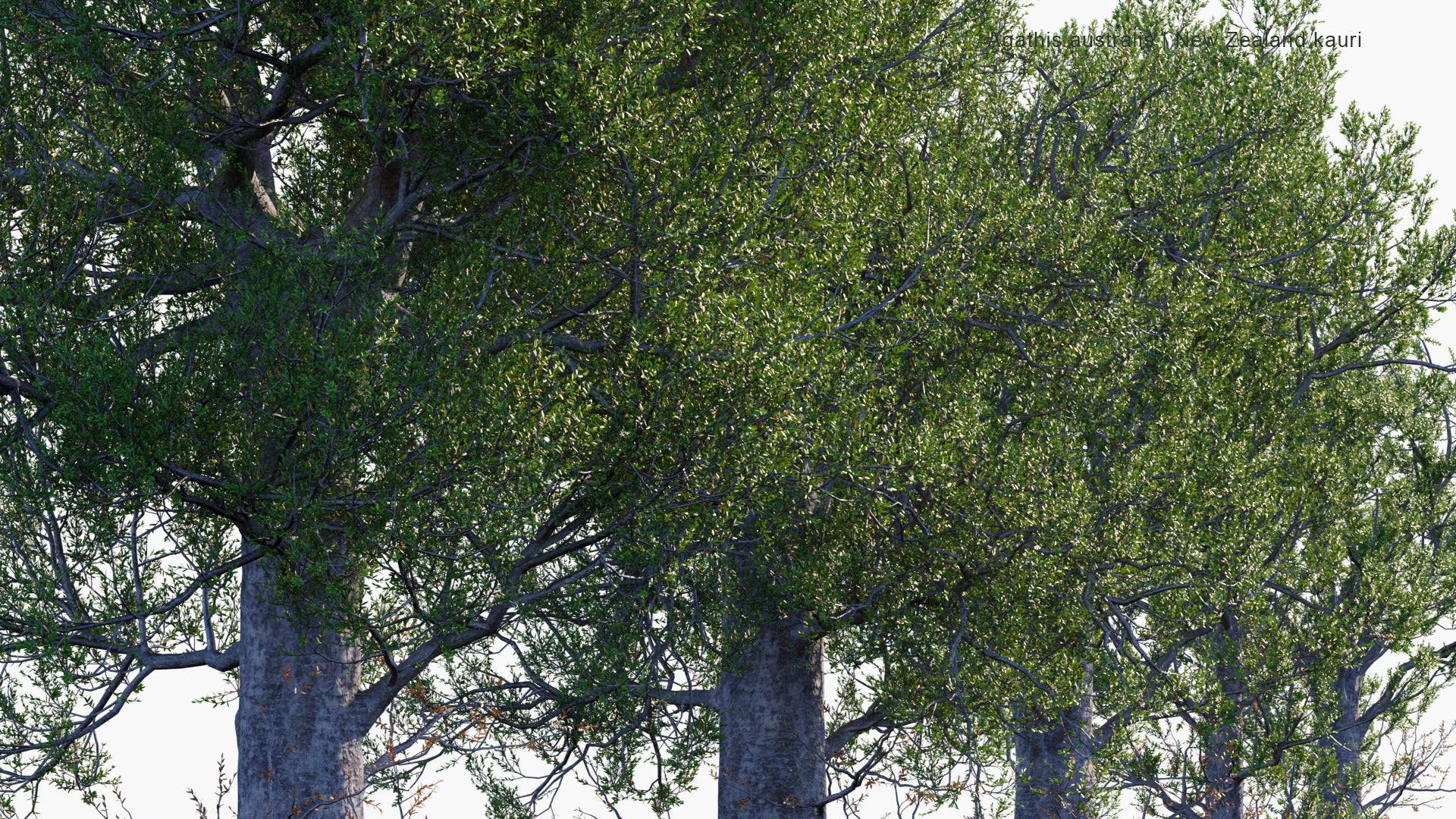 Agathis Australis - Kauri, New Zealand Kauri (3D Model)