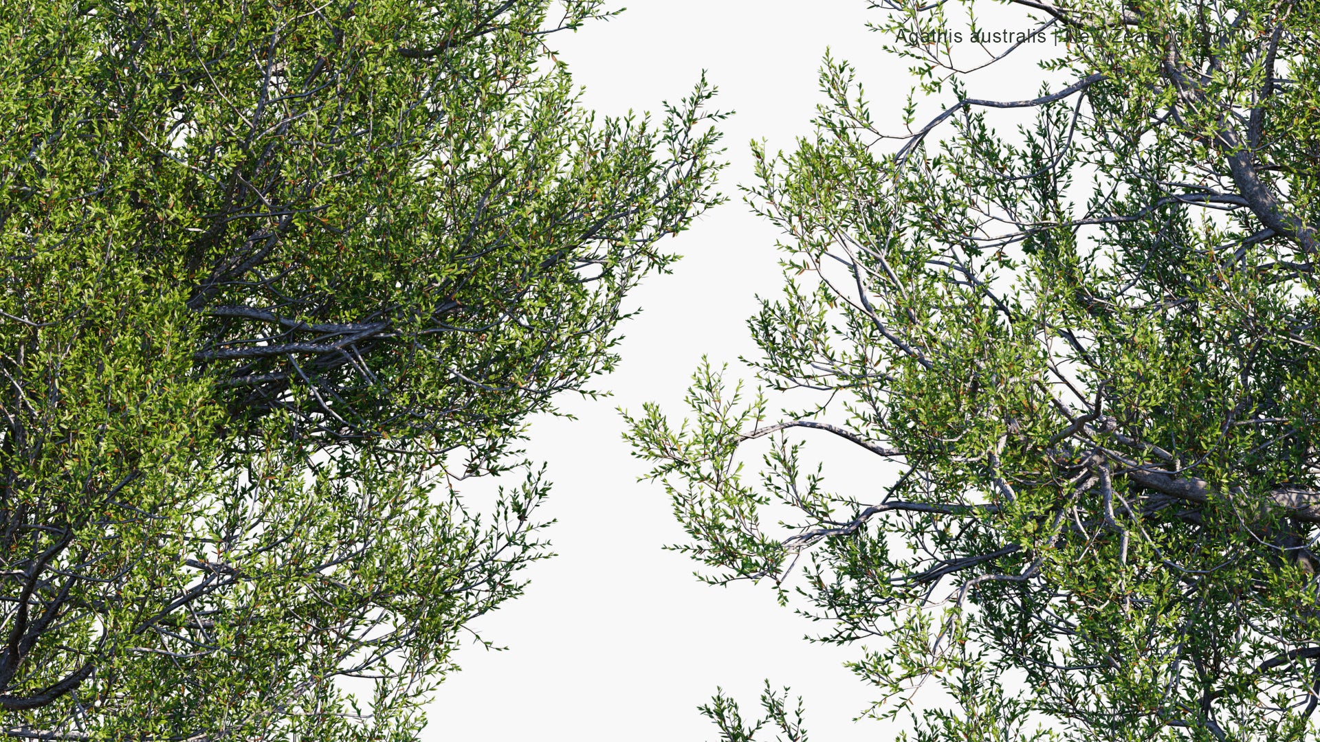 Agathis Australis - Kauri, New Zealand Kauri (3D Model)