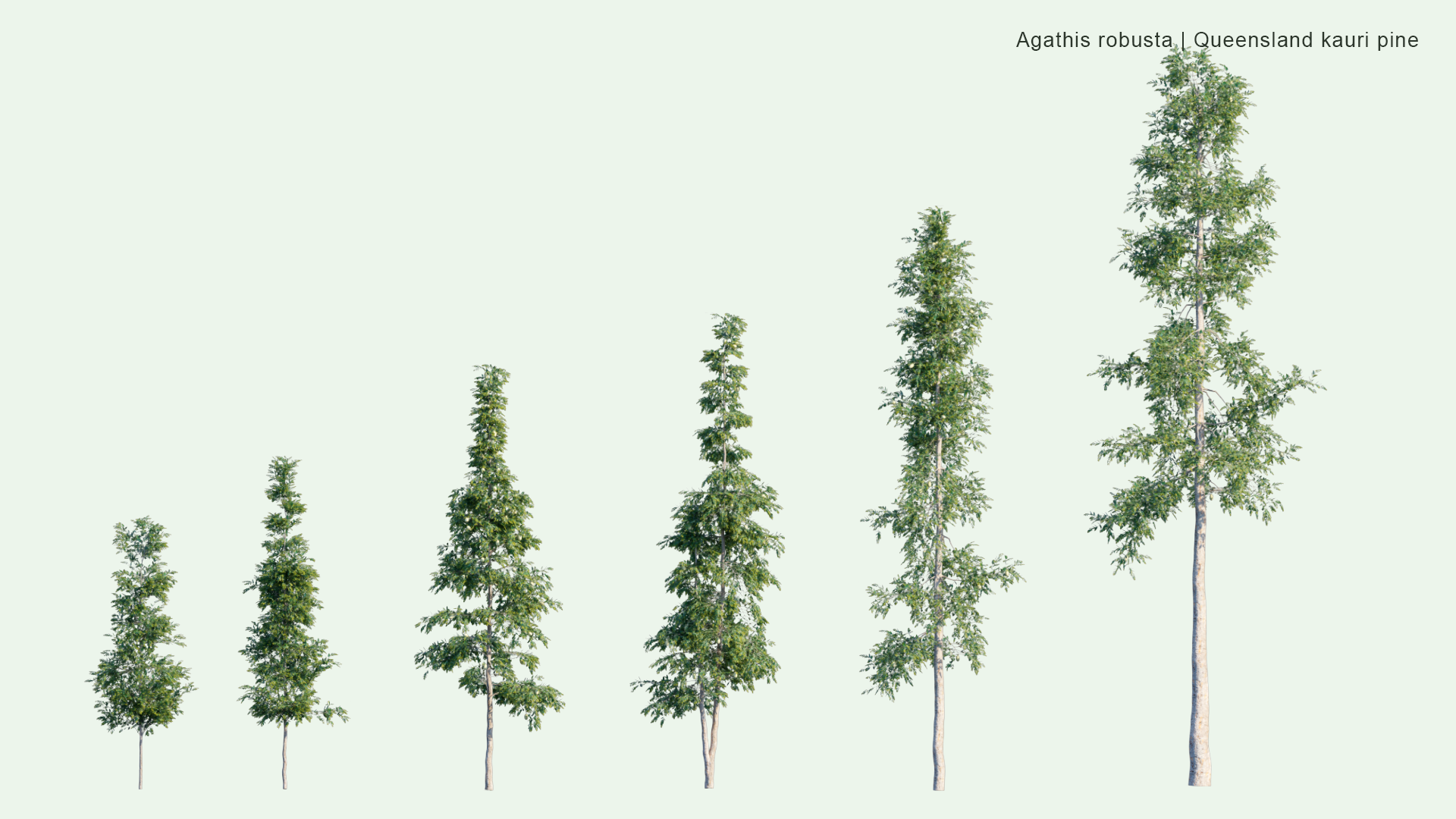 2D Agathis Robusta - Queensland Kauri Pine