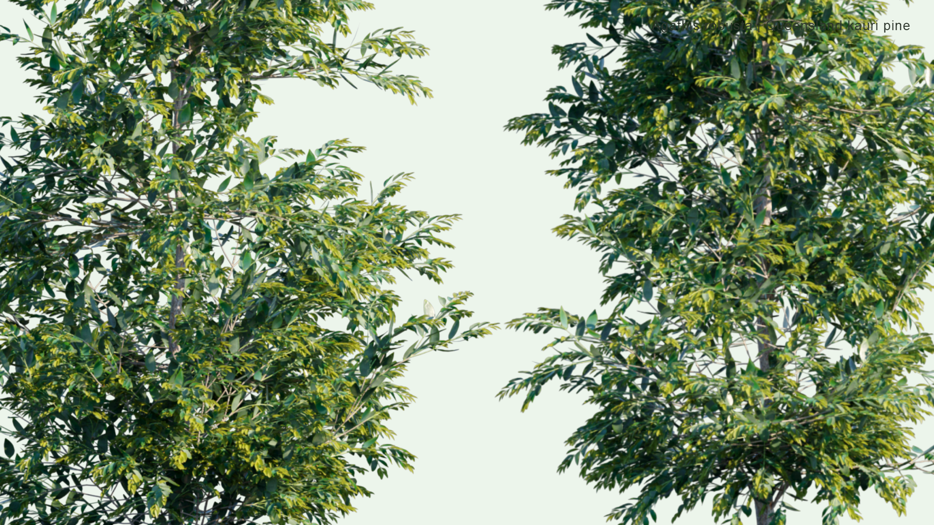 2D Agathis Robusta - Queensland Kauri Pine
