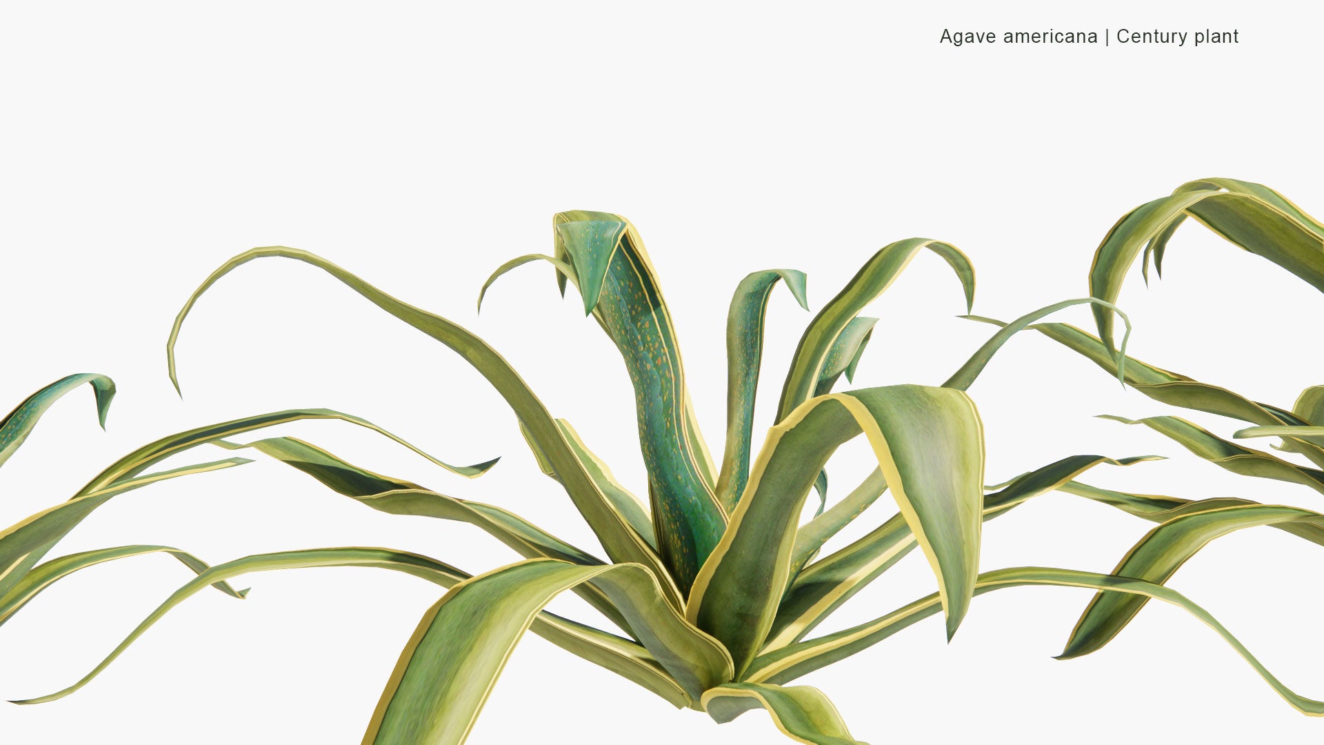 Low Poly Agave Americana - Century Plant, Maguey, American Aloe (3D Model)