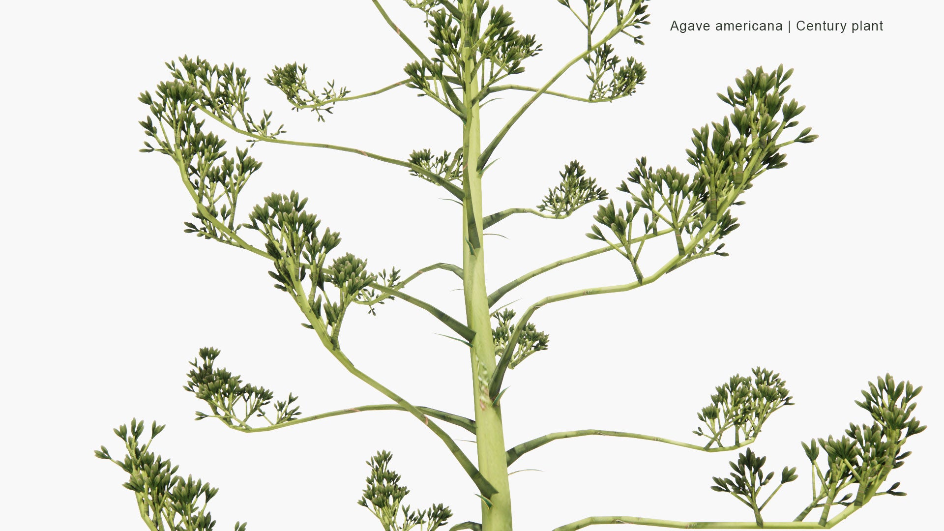 Low Poly Agave Americana - Century Plant, Maguey, American Aloe (3D Model)