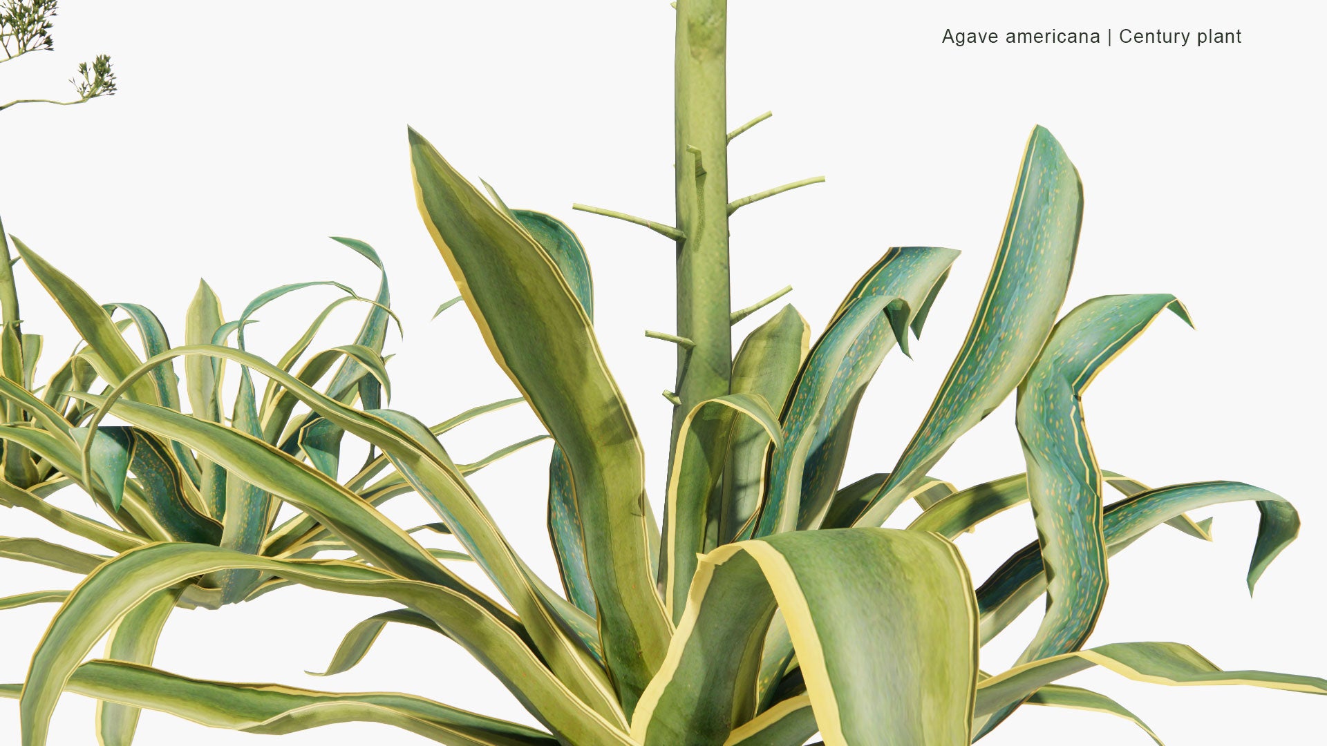 Low Poly Agave Americana - Century Plant, Maguey, American Aloe (3D Model)