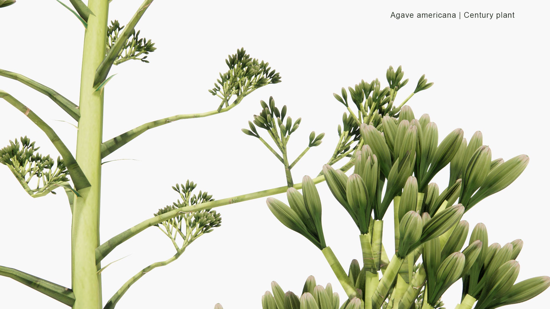 Low Poly Agave Americana - Century Plant, Maguey, American Aloe (3D Model)
