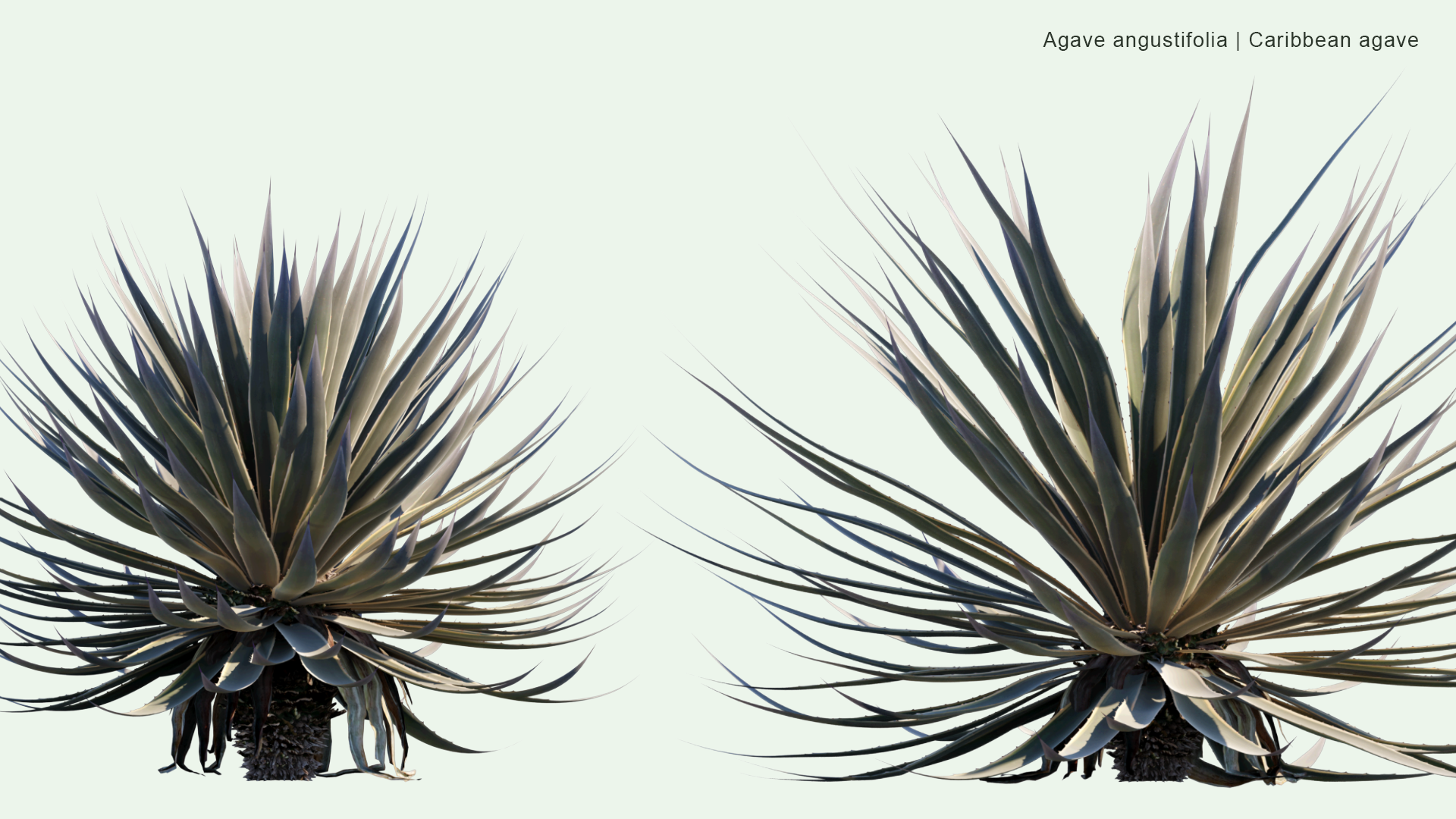 2D Agave Angustifolia - Caribbean Agave