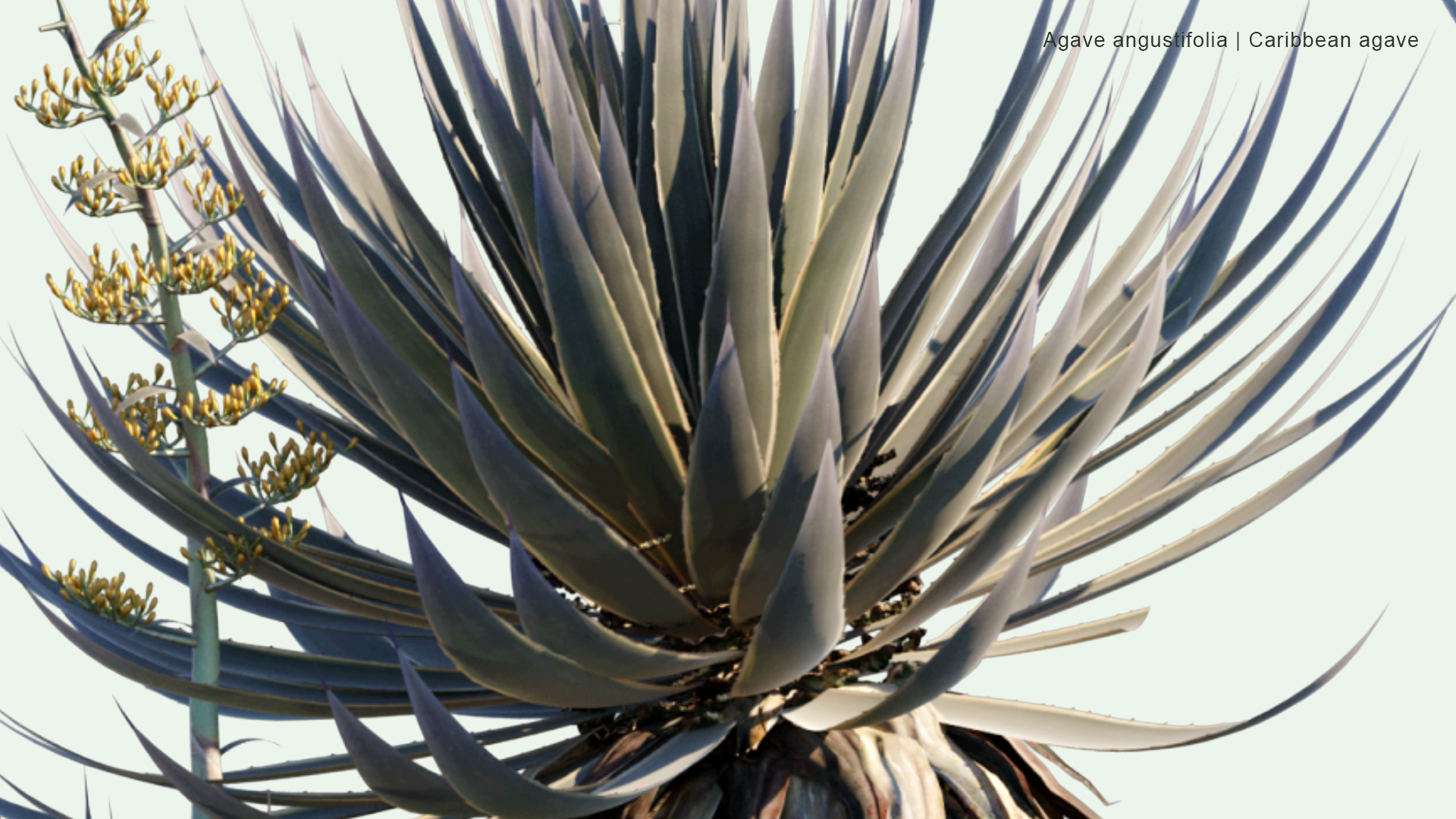 2D Agave Angustifolia - Caribbean Agave