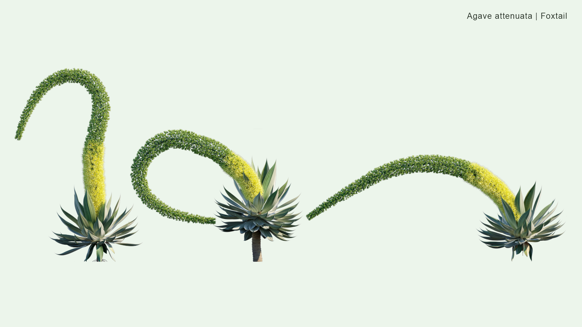 2D Agave Attenuata - Foxtail