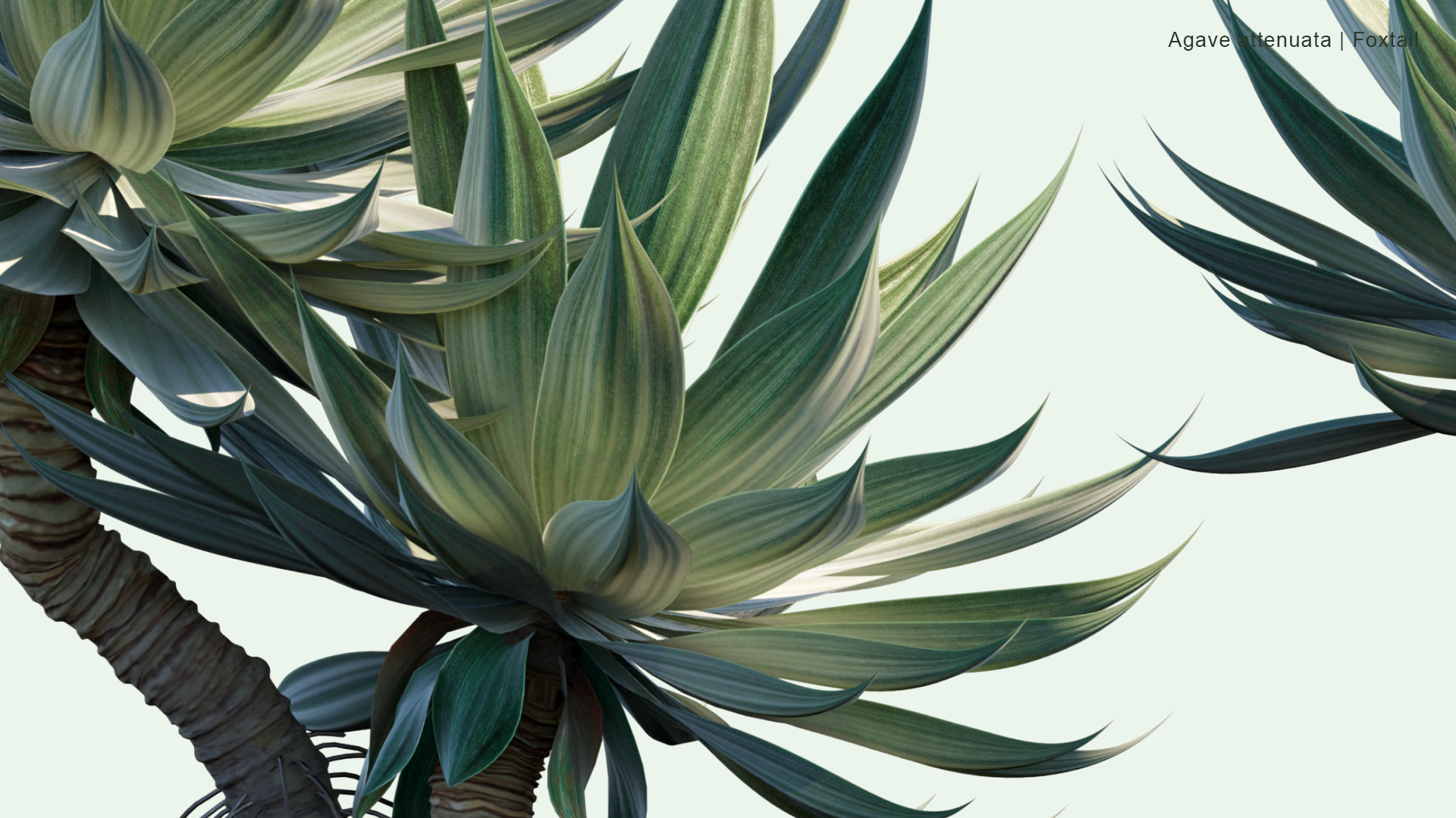 2D Agave Attenuata - Foxtail