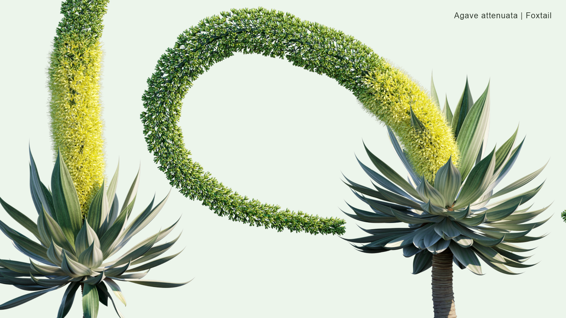 2D Agave Attenuata - Foxtail