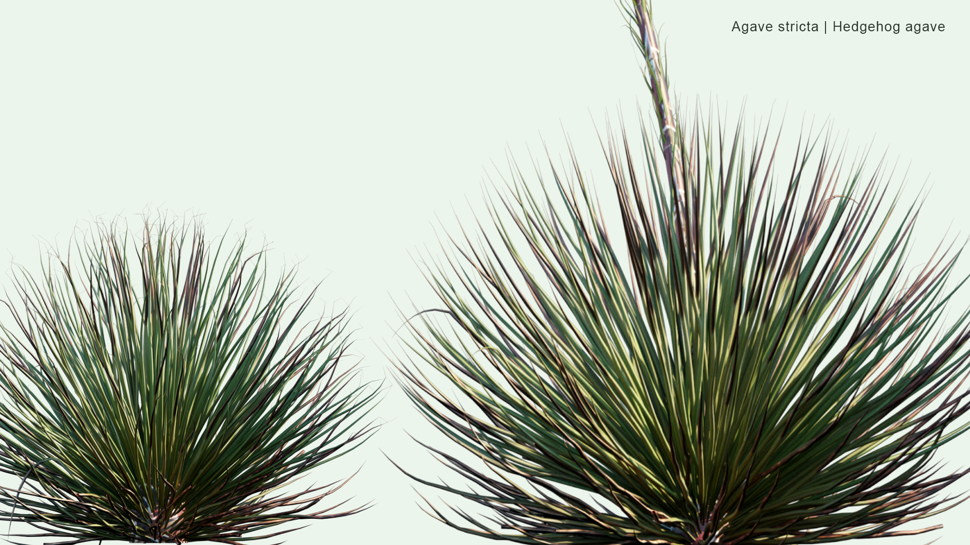 2D Agave Stricta - Hedgehog Agave