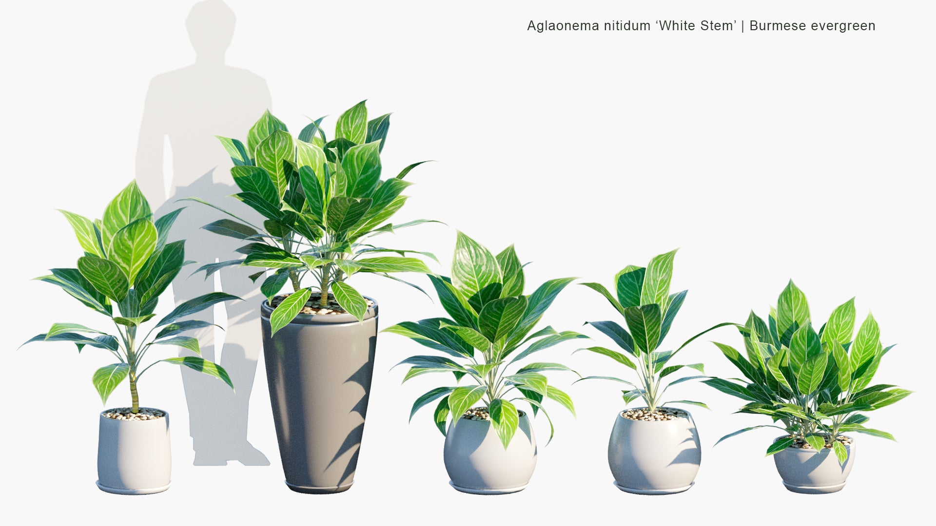 Low Poly Aglaonema Nitidum 'White Stem' - Burmese Evergreen, Chinese Evergreen (3D Model)