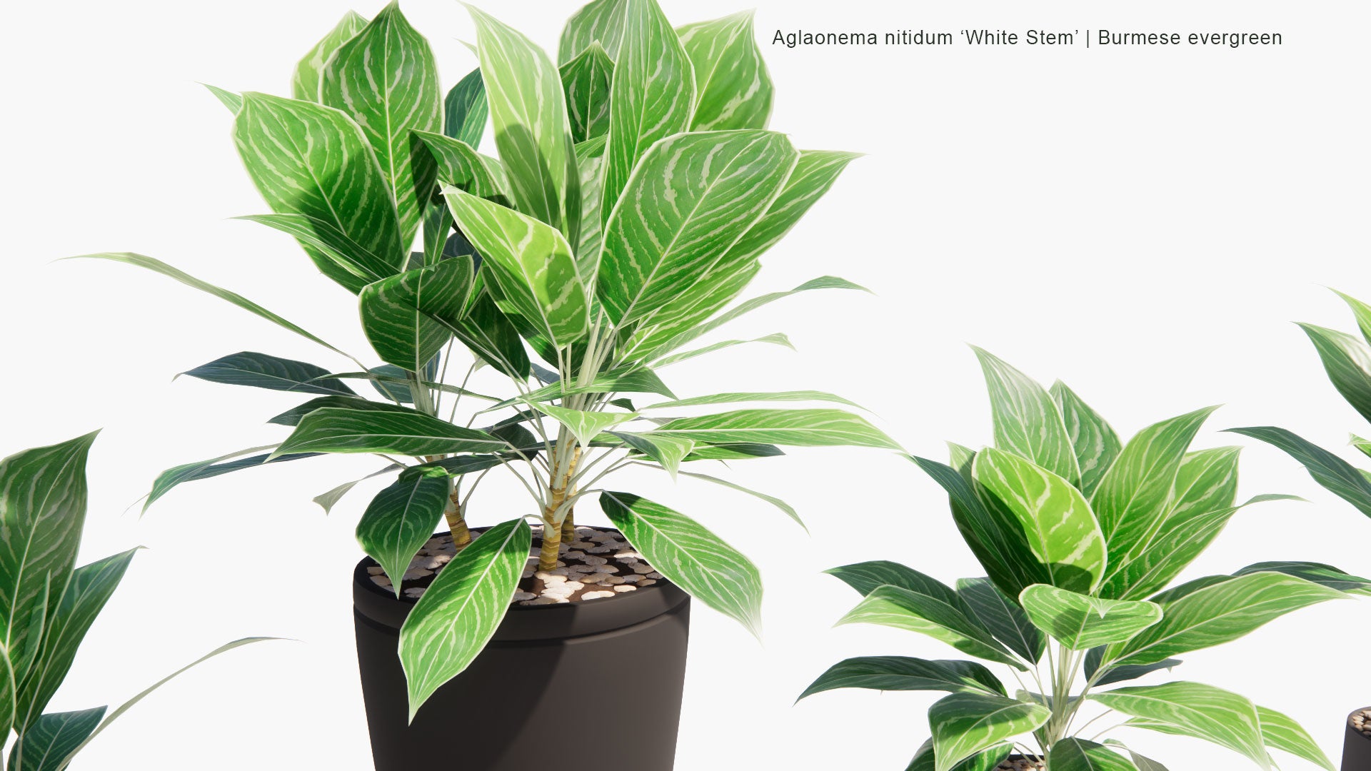 Low Poly Aglaonema Nitidum 'White Stem' - Burmese Evergreen, Chinese Evergreen (3D Model)