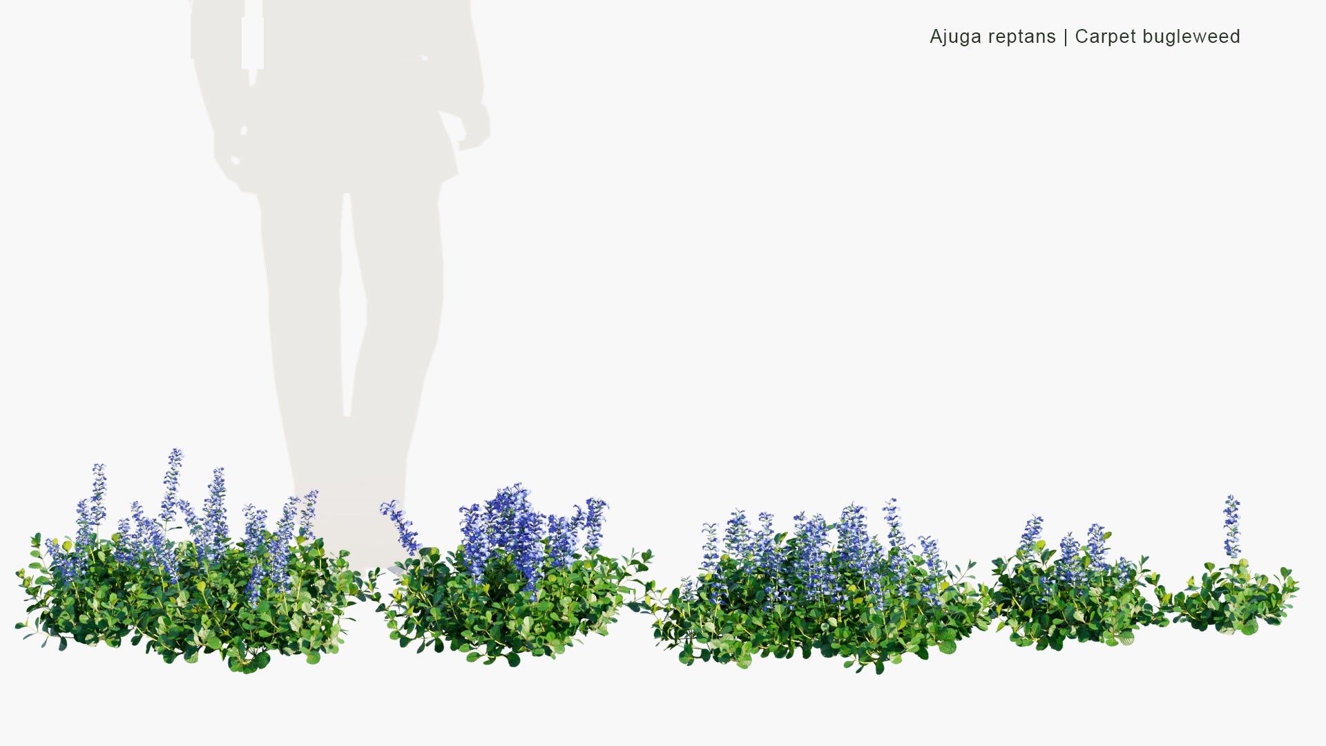 Low Poly Ajuga Reptans - Blue Bugle, Bugleherb, Bugleweed, Carpetweed, Carpet Bugleweed (3D Model)