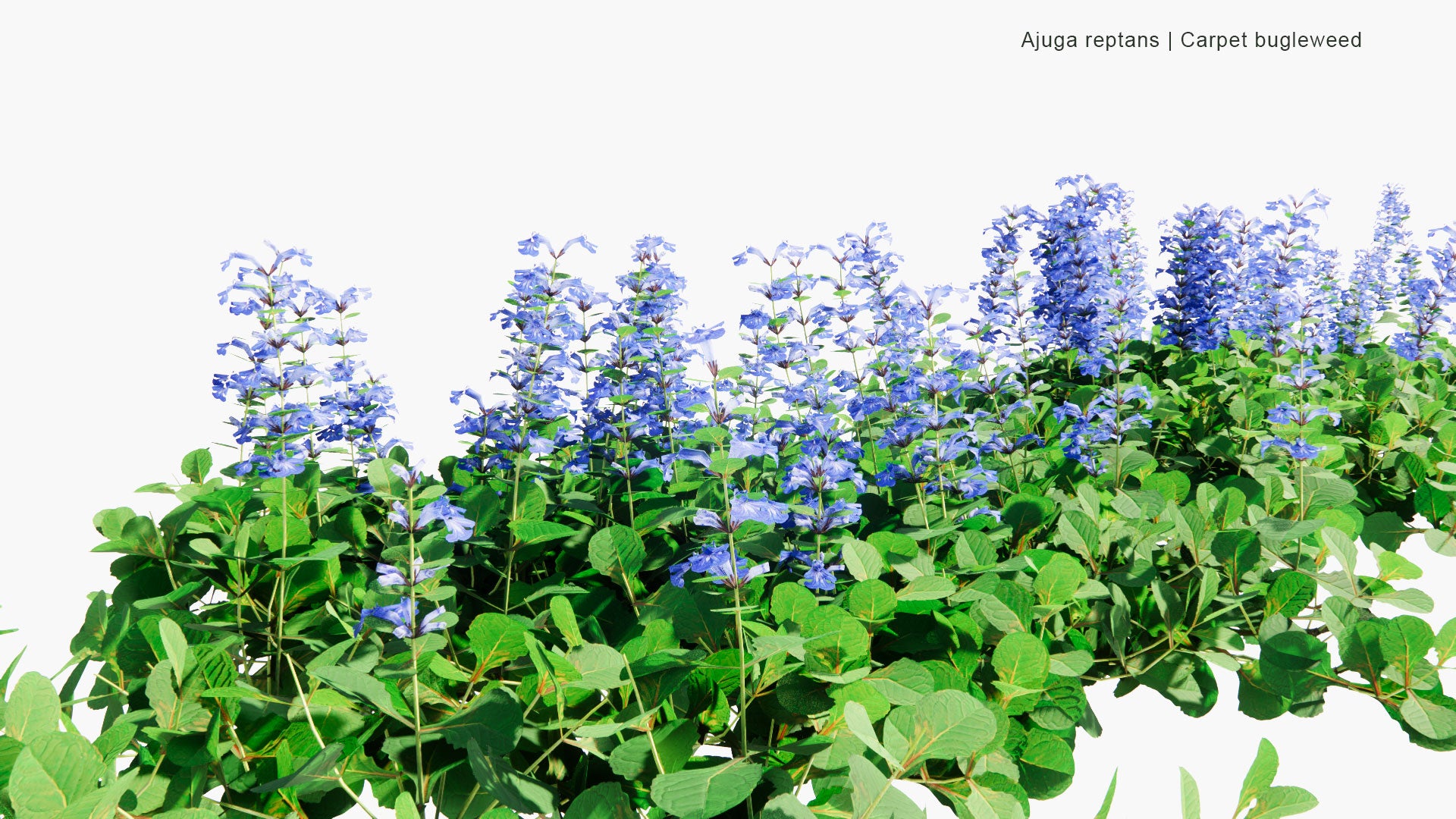 Low Poly Ajuga Reptans - Blue Bugle, Bugleherb, Bugleweed, Carpetweed, Carpet Bugleweed (3D Model)