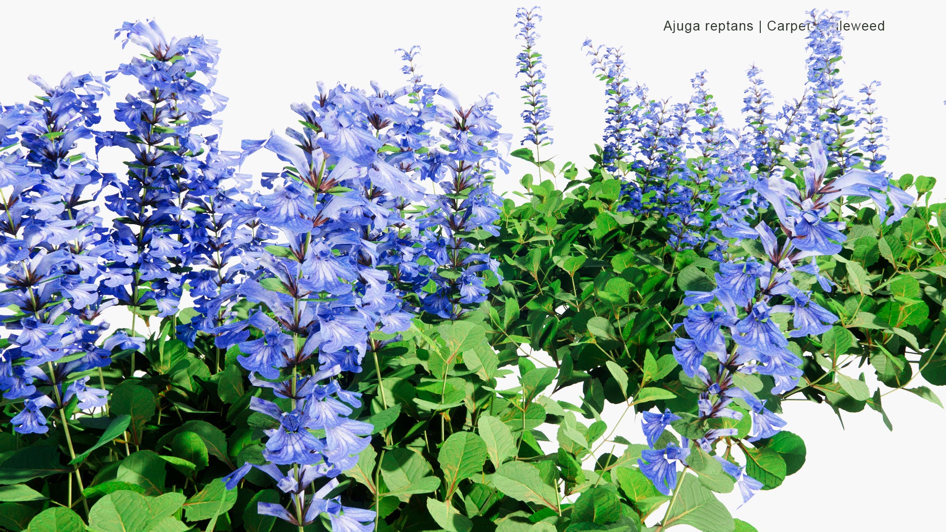 Low Poly Ajuga Reptans - Blue Bugle, Bugleherb, Bugleweed, Carpetweed, Carpet Bugleweed (3D Model)
