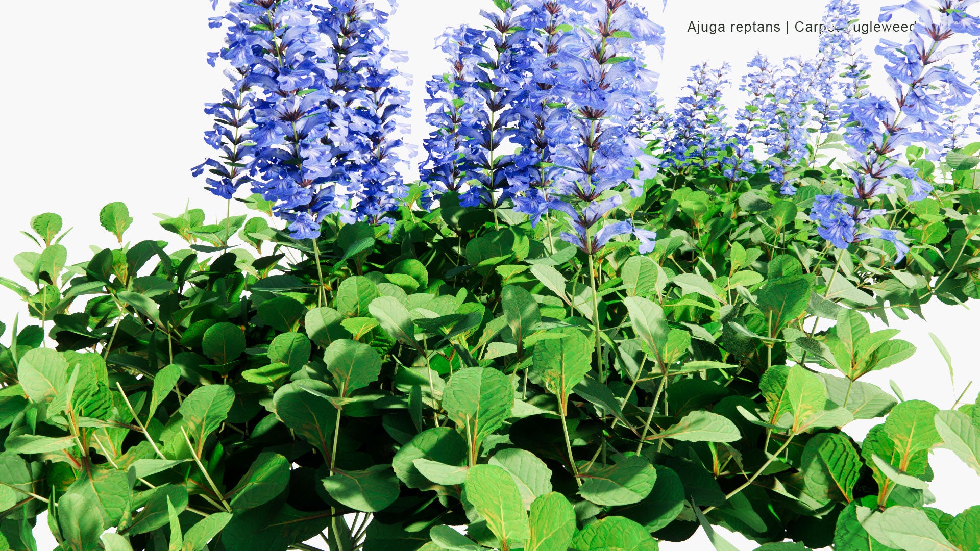 Low Poly Ajuga Reptans - Blue Bugle, Bugleherb, Bugleweed, Carpetweed, Carpet Bugleweed (3D Model)