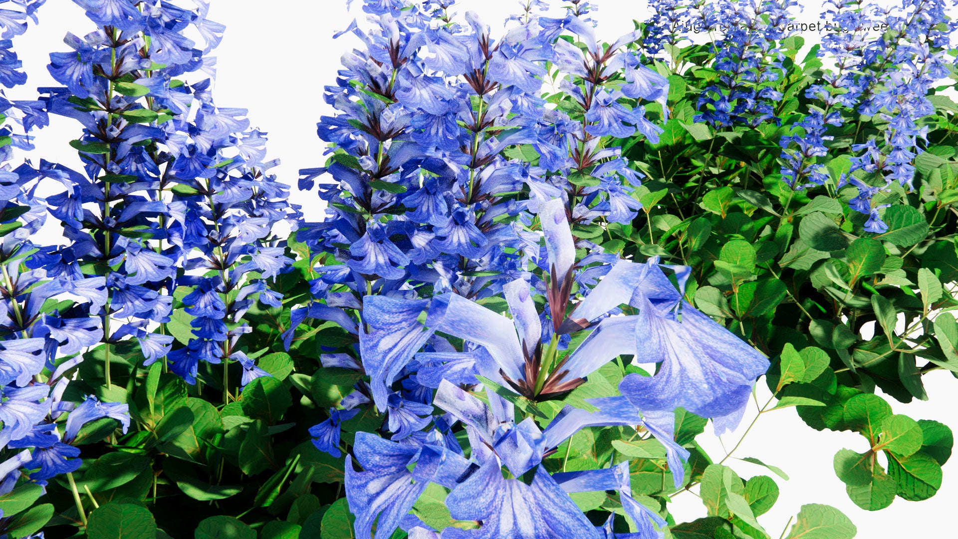 Low Poly Ajuga Reptans - Blue Bugle, Bugleherb, Bugleweed, Carpetweed, Carpet Bugleweed (3D Model)