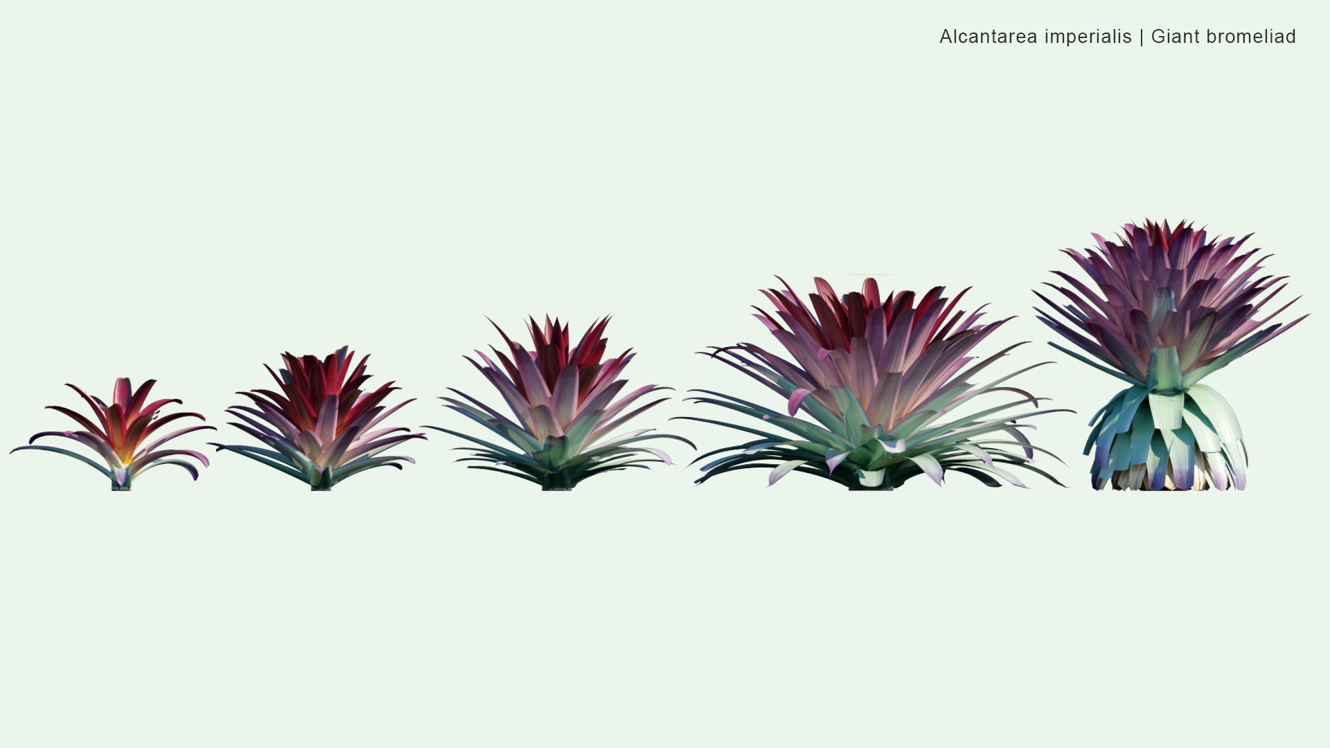 2D Alcantarea Imperialis - Giant Bromeliad