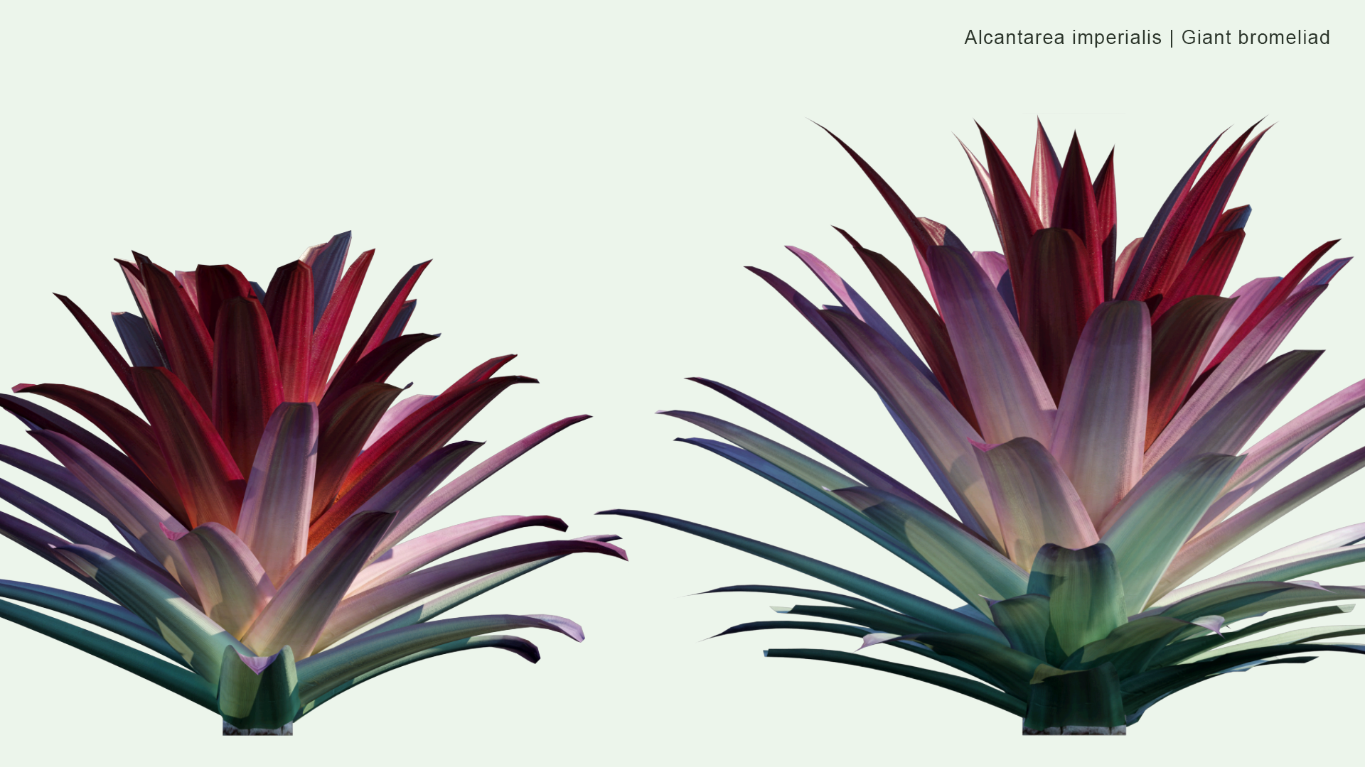 2D Alcantarea Imperialis - Giant Bromeliad