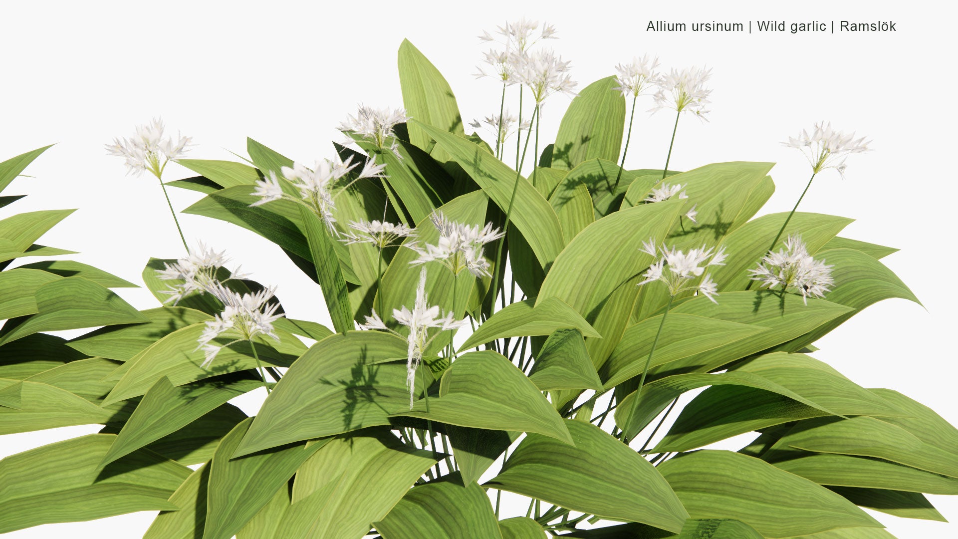 Low Poly Allium Ursinum - Wild Garlic, Ramsons, Cowleekes, Ramslök (3D Model)